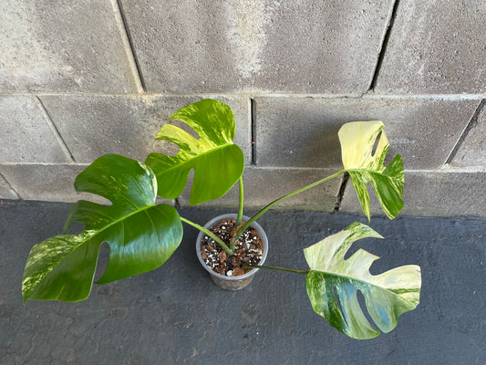 Monstera Aurea 4 Leaves Potted, Well Established Plant