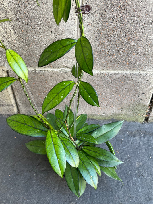 Hoya Crassipetiolata 4" Pot