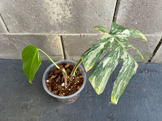Monstera Albo