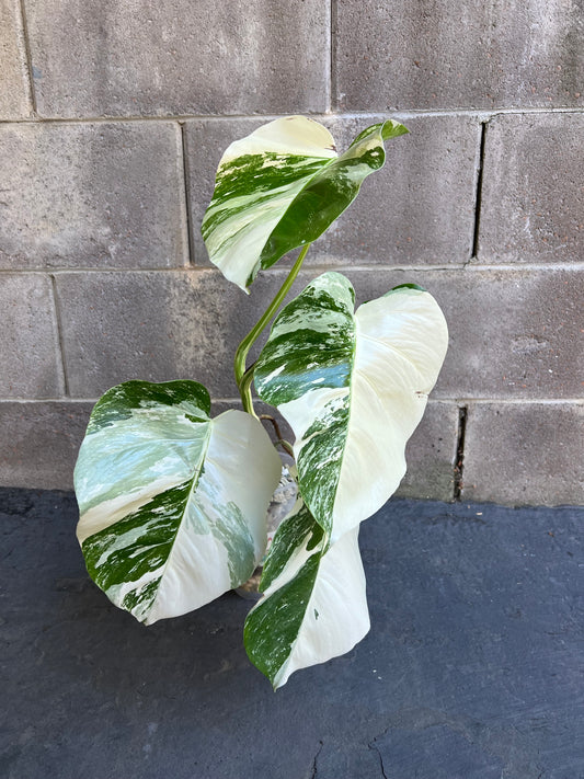 Monstera Albo Variegated Plant