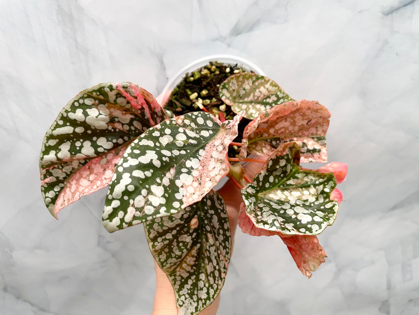 Begonia Snow Capped Variegated Rooted Plant #2