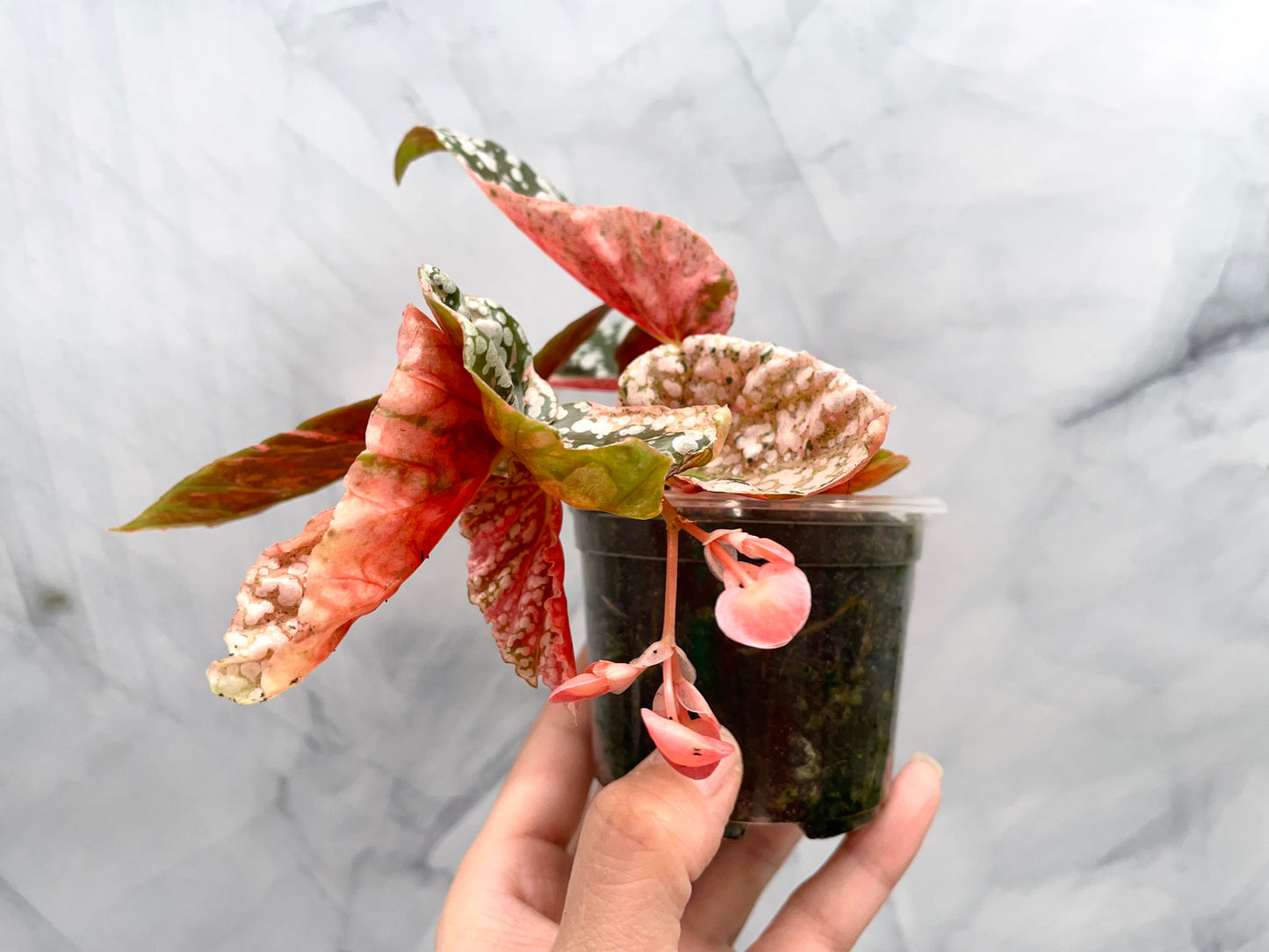 Begonia Snow Capped Variegated Rooted Plant #2