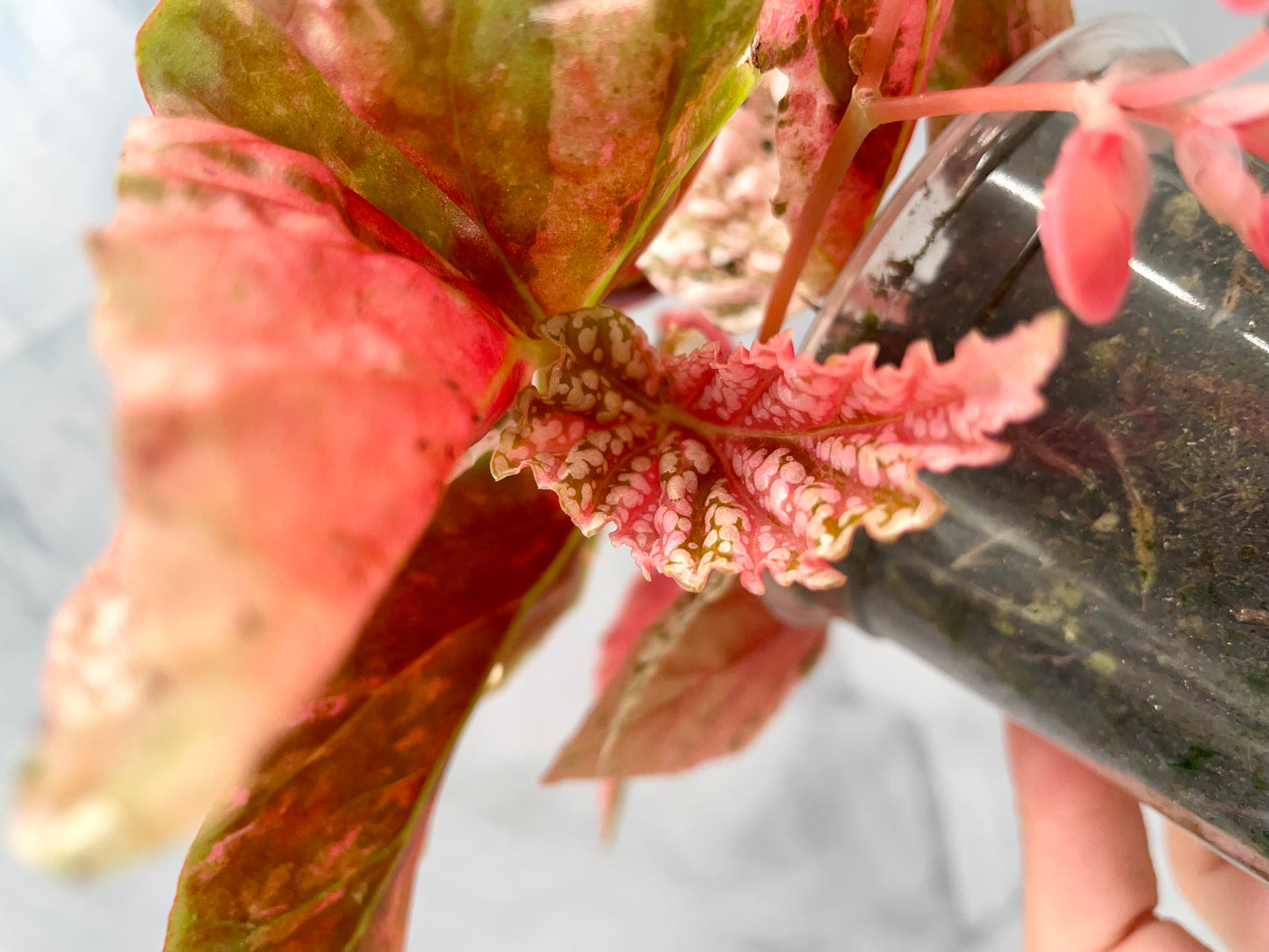 Begonia Snow Capped Variegated Rooted Plant #2