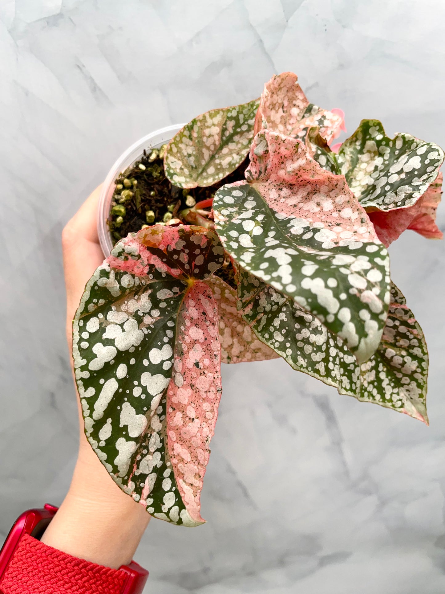 Begonia Snow Capped Variegated Rooted Plant #2