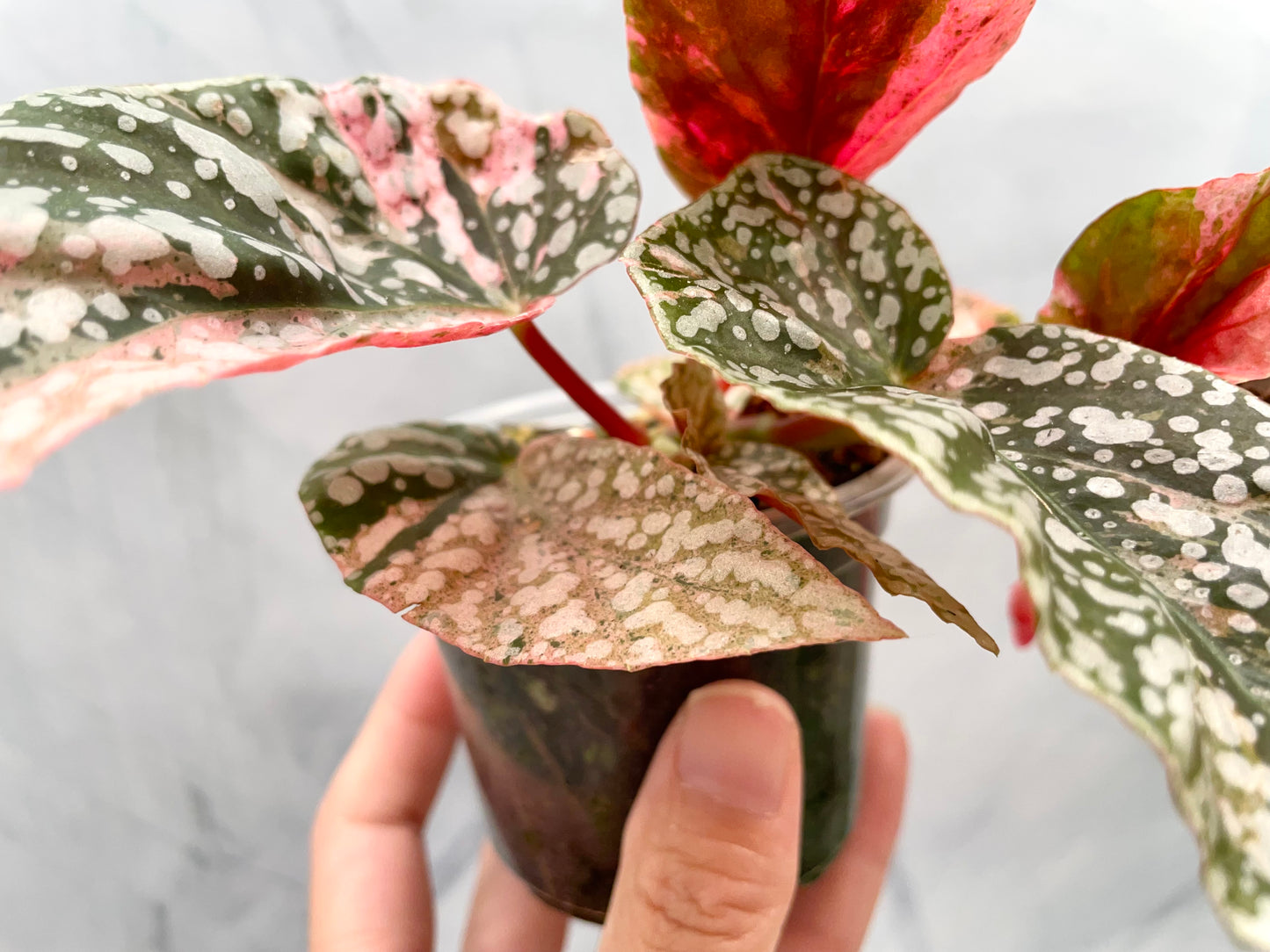 Begonia Snow Capped Variegated Rooted Plant #2