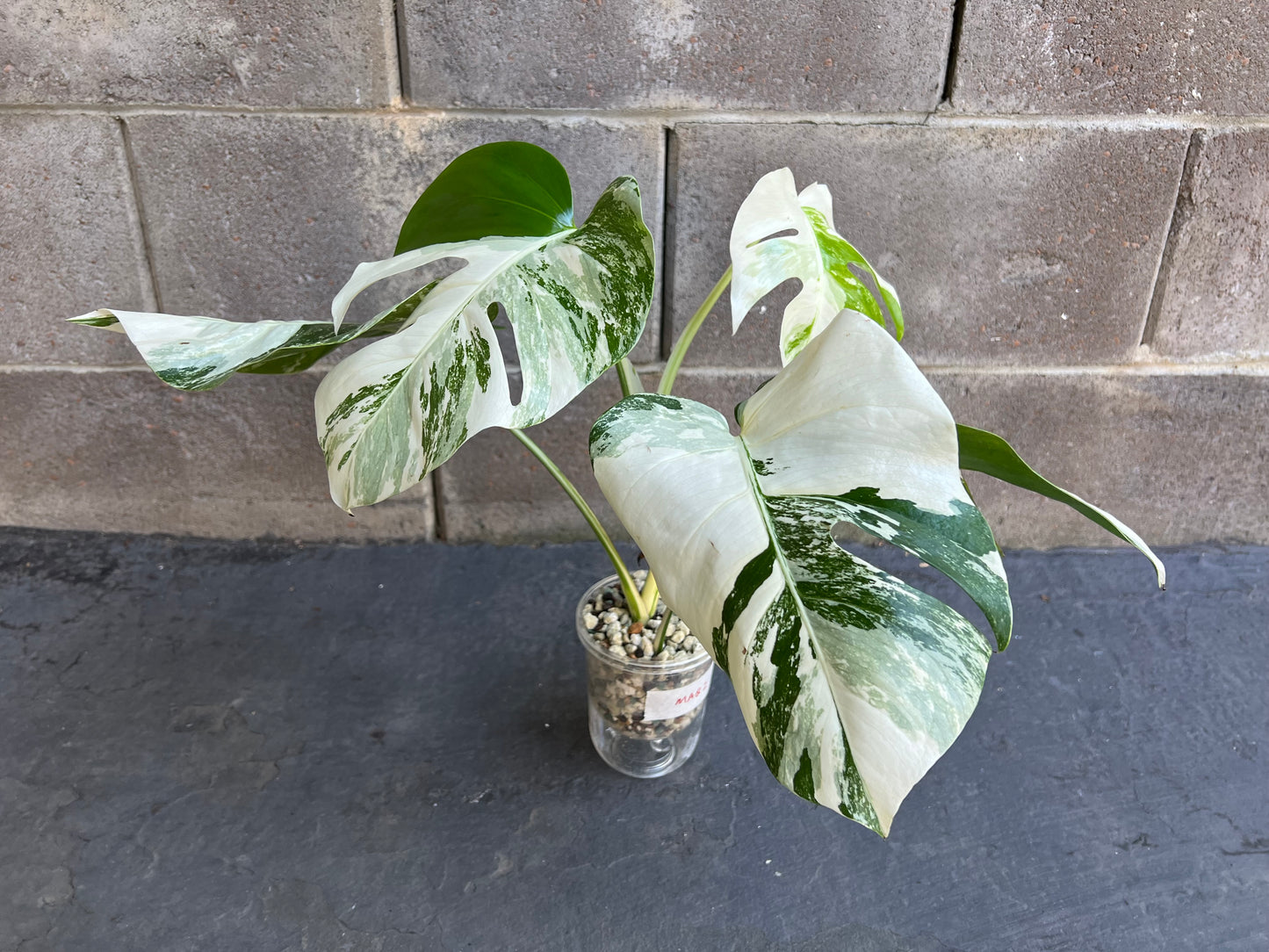 Monstera Albo Variegated Plant