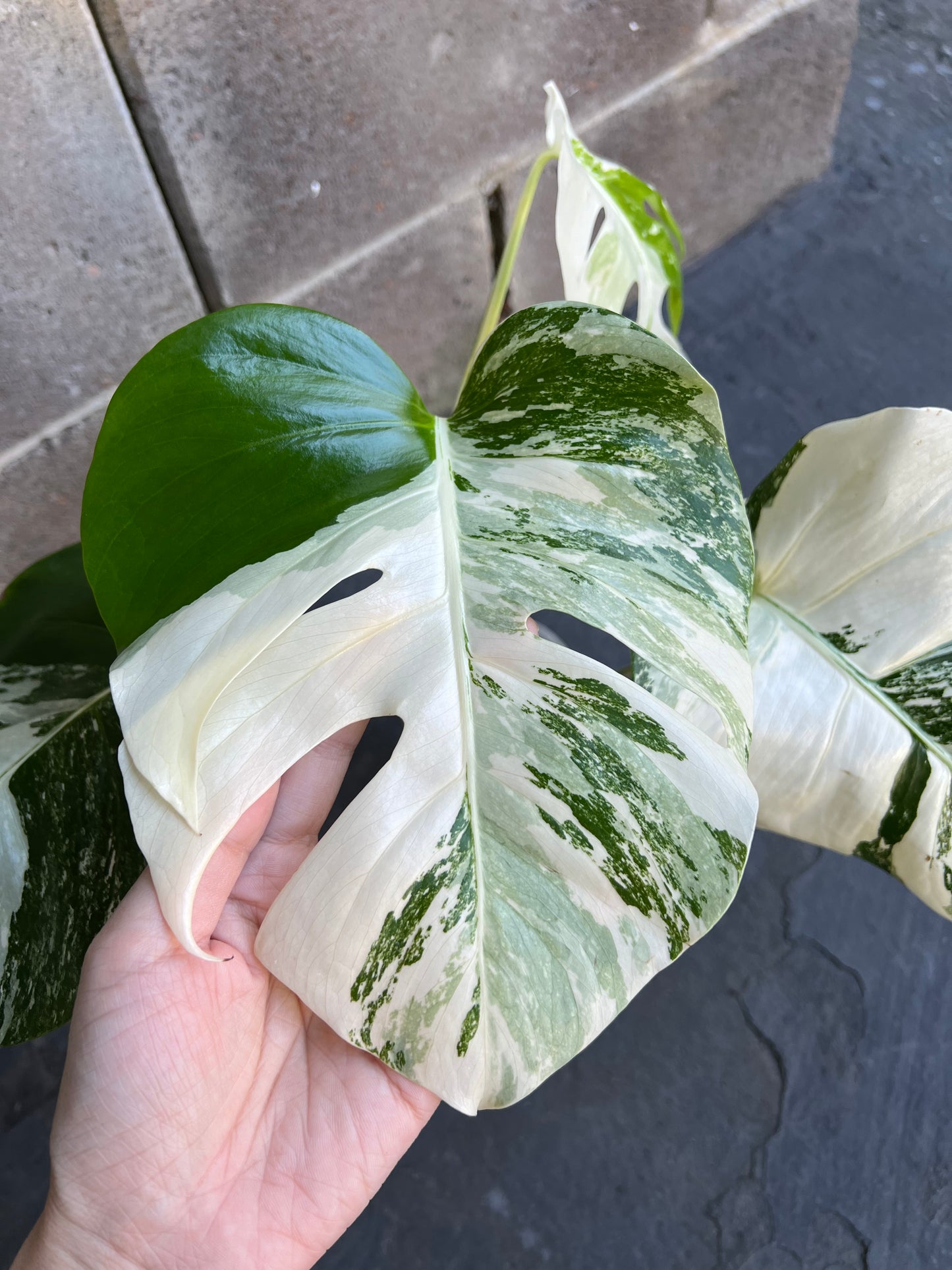 Monstera Albo Variegated Plant