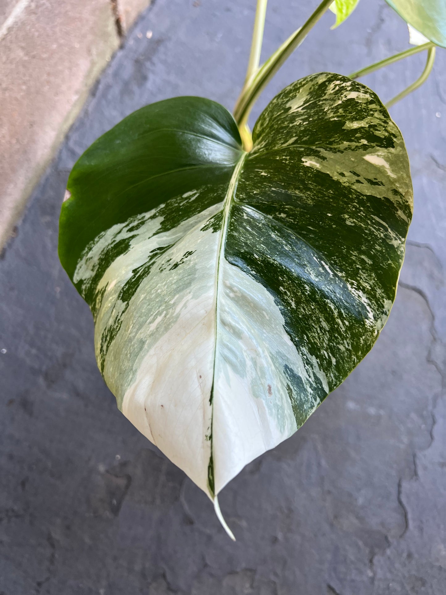 Monstera Albo Variegated Plant