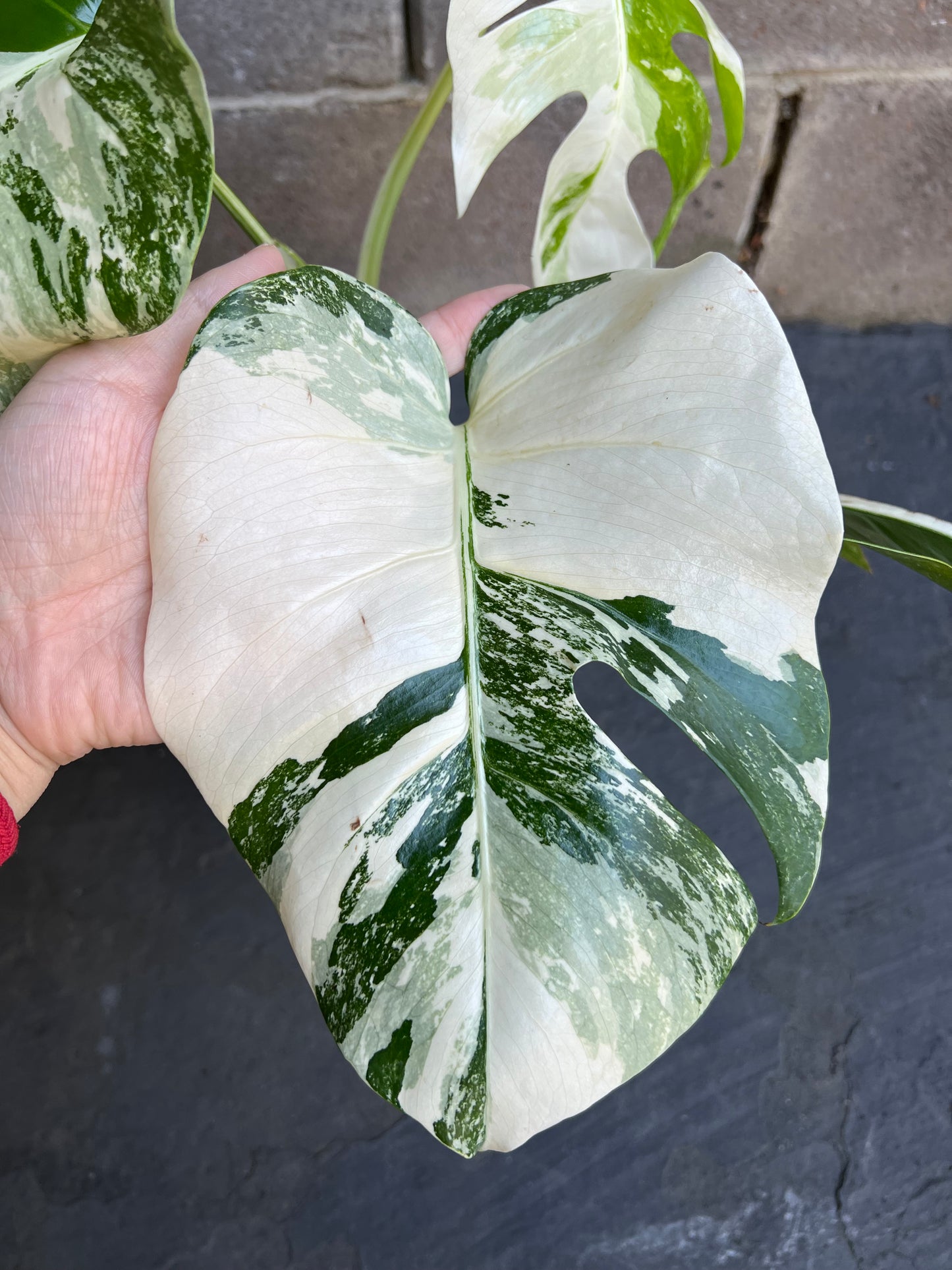 Monstera Albo Variegated Plant