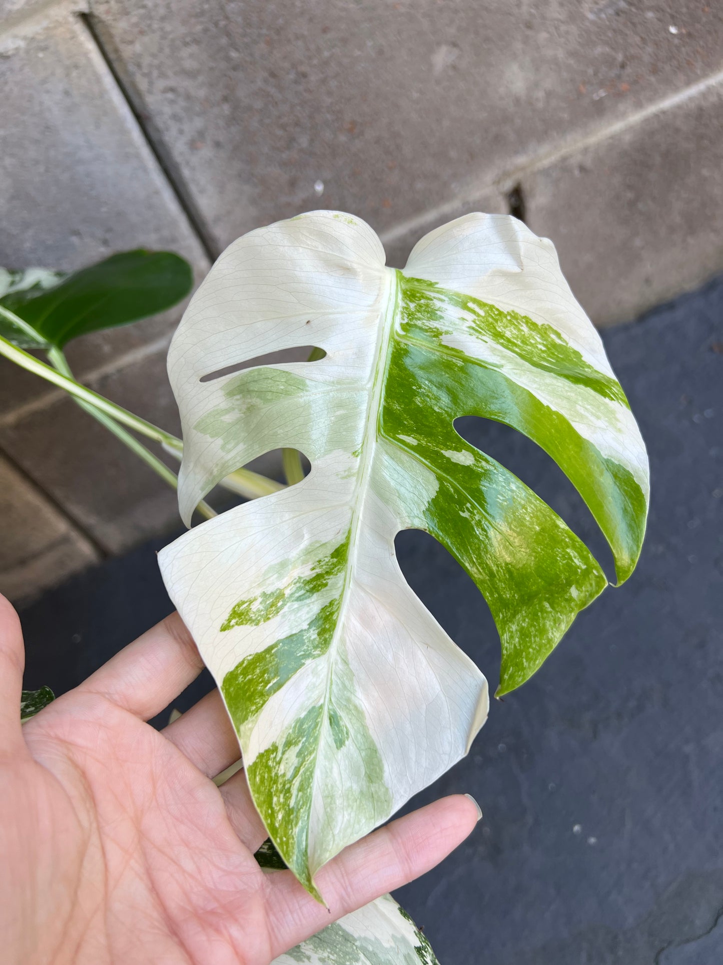 Monstera Albo Variegated Plant