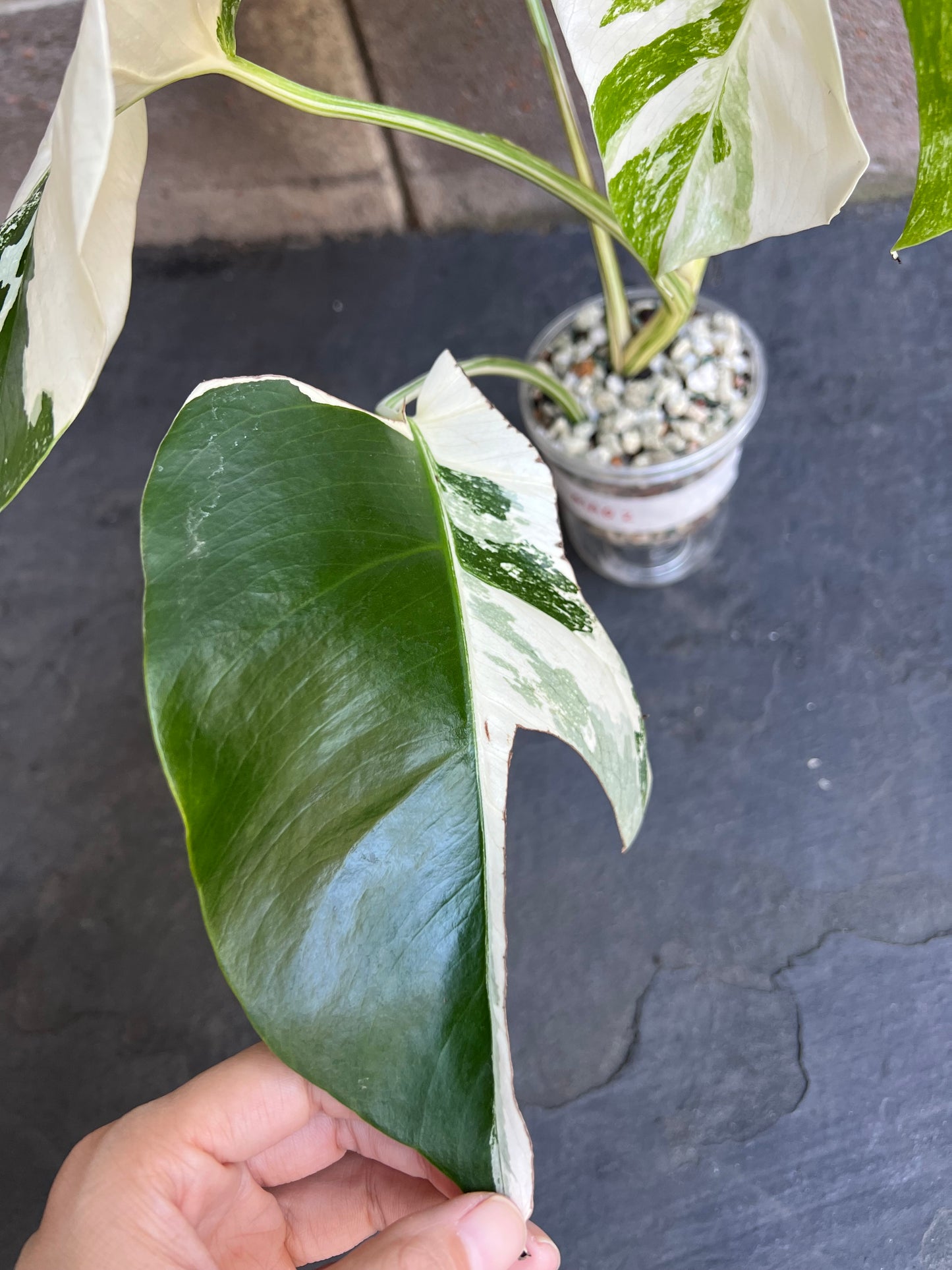 Monstera Albo Variegated Plant