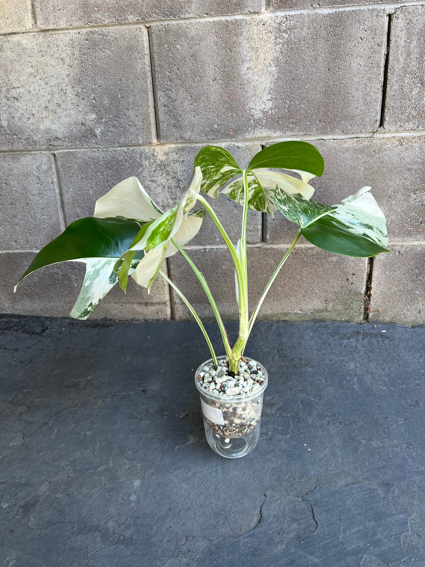 Monstera Albo Variegated Plant