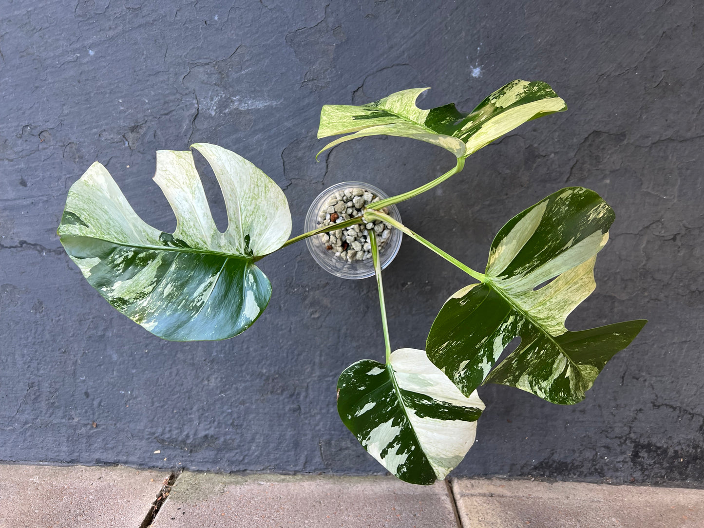 Monstera Mint Variegated Plant