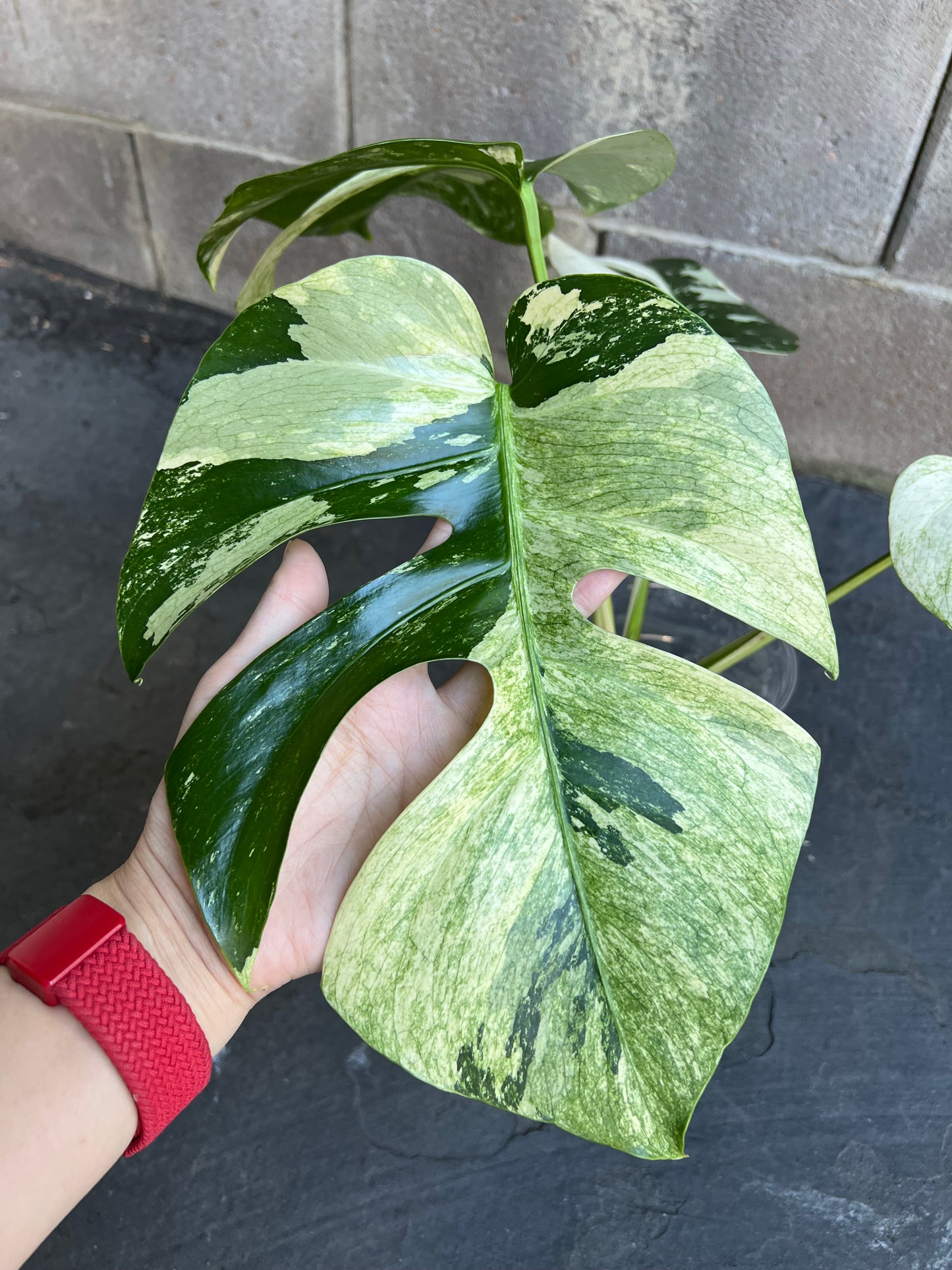 Monstera Mint Variegated Plant