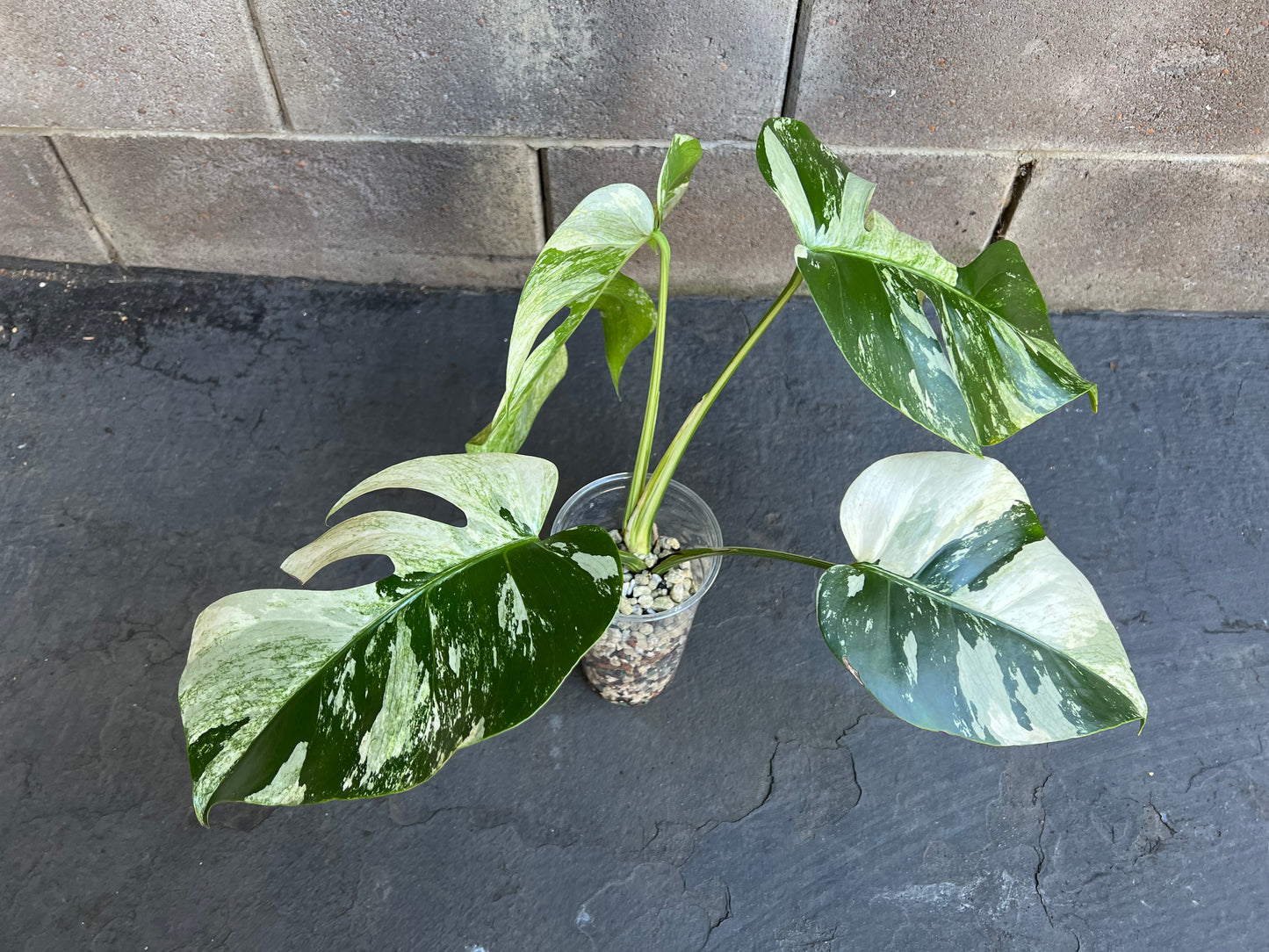 Monstera Mint Variegated Plant