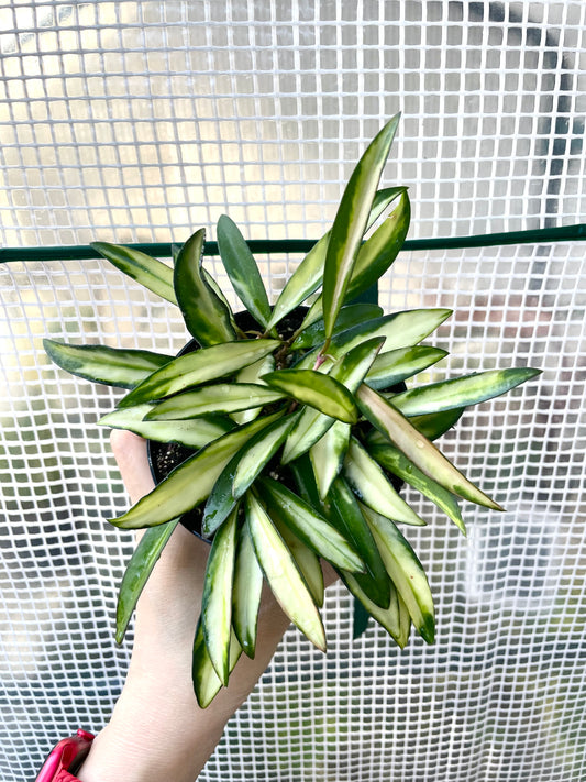 Hoya kentiana Variegated