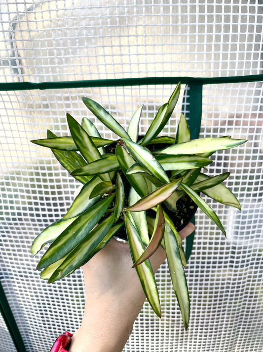 Hoya kentiana Variegated