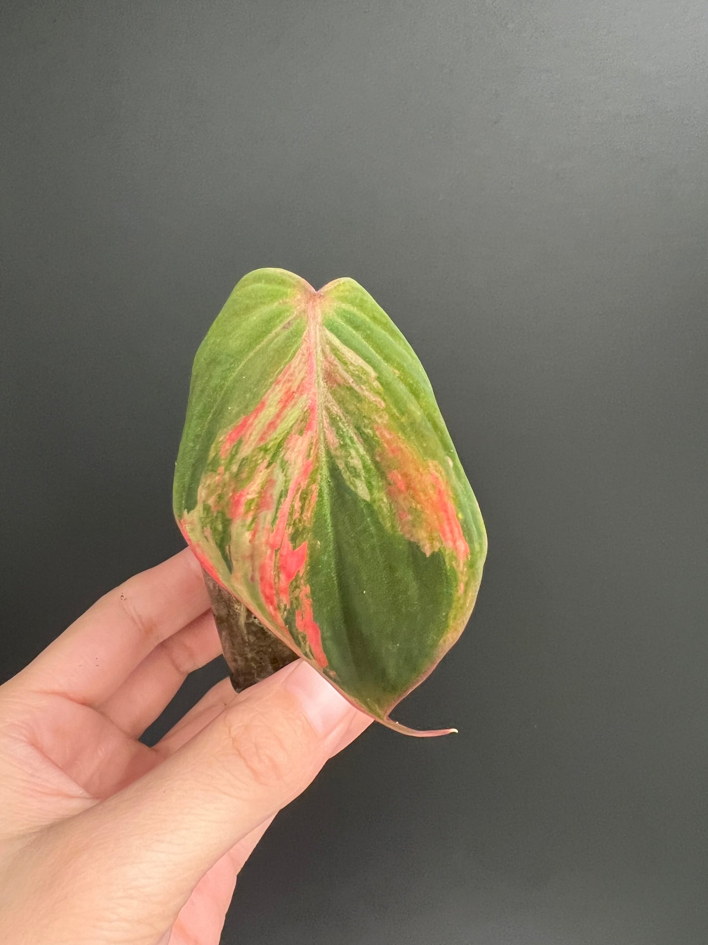 Variegated Aurea/Pink Philodendron Micans