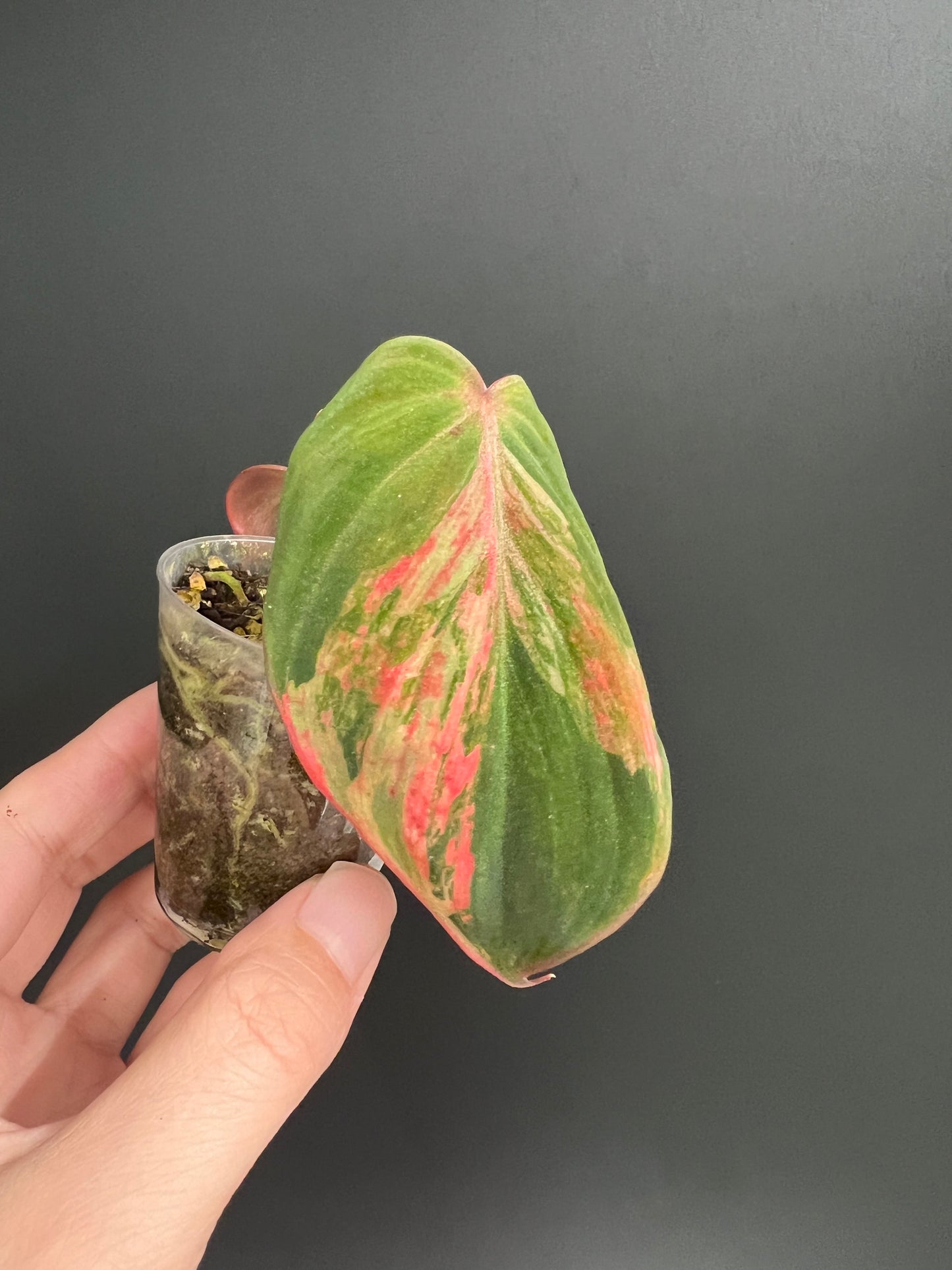 Variegated Aurea/Pink Philodendron Micans
