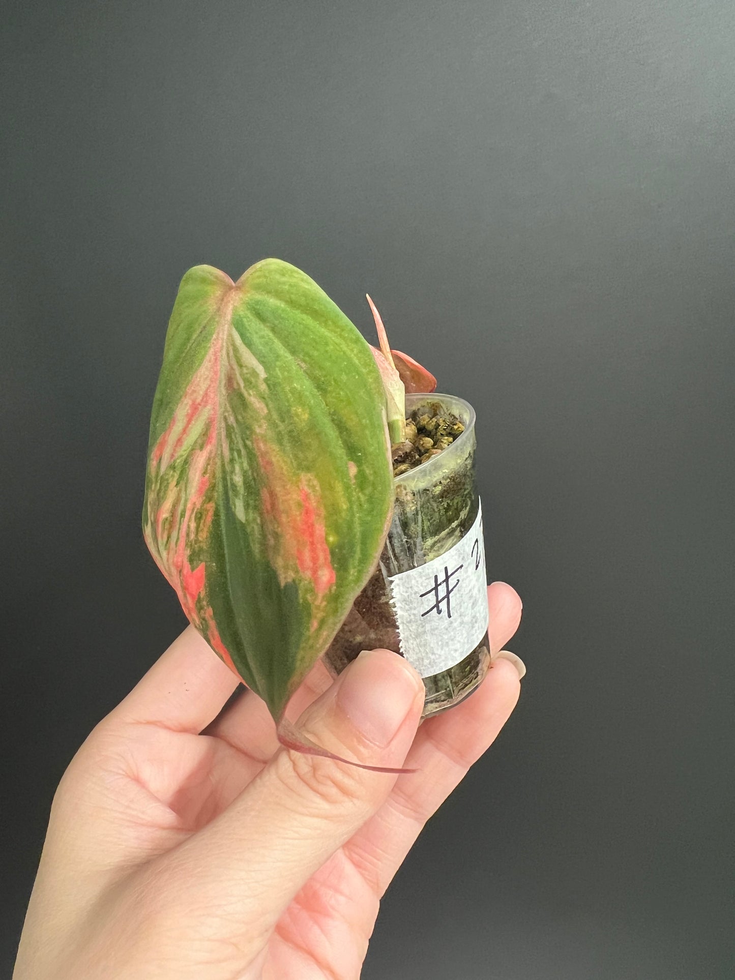 Variegated Aurea/Pink Philodendron Micans