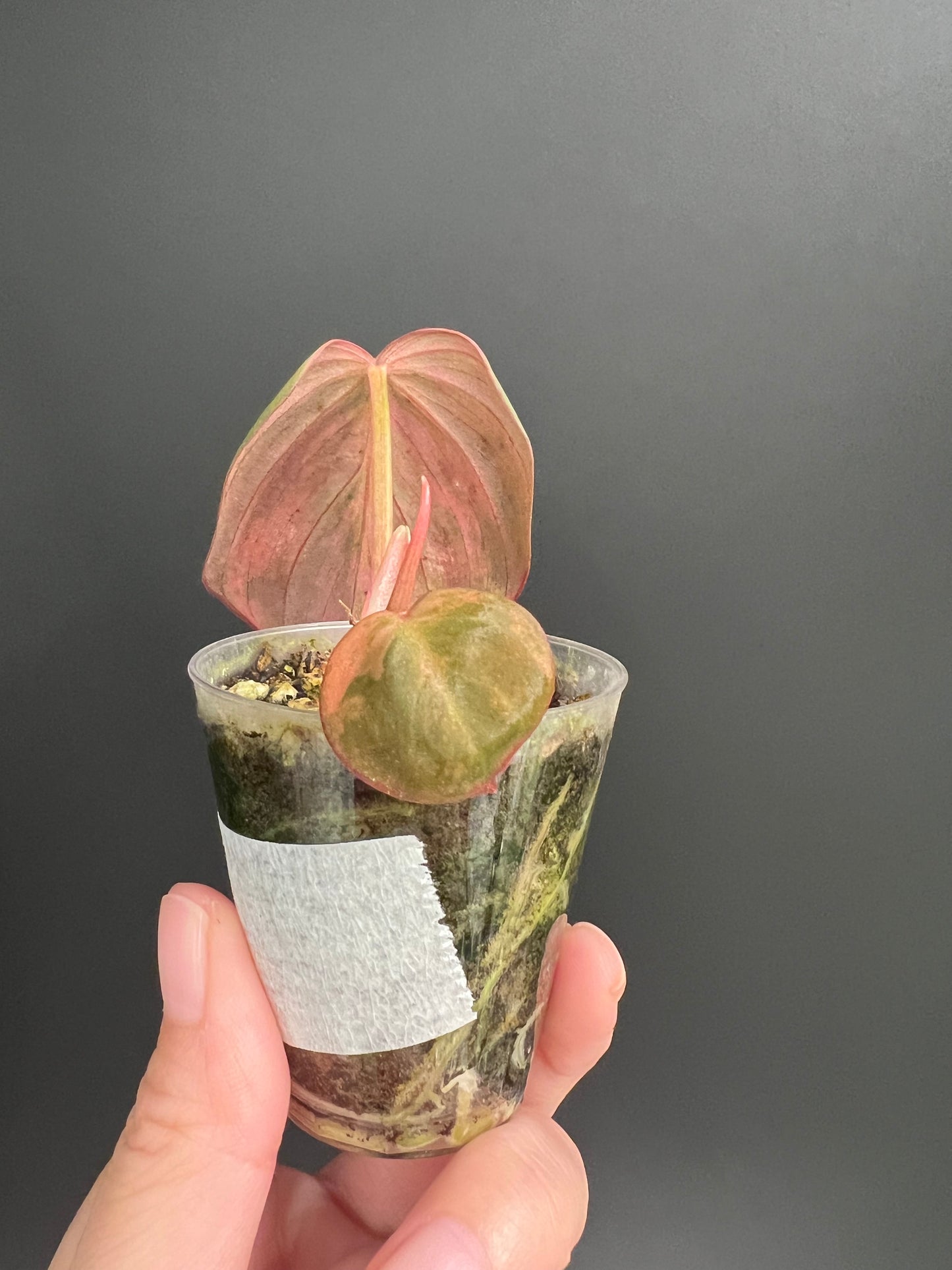 Variegated Aurea/Pink Philodendron Micans