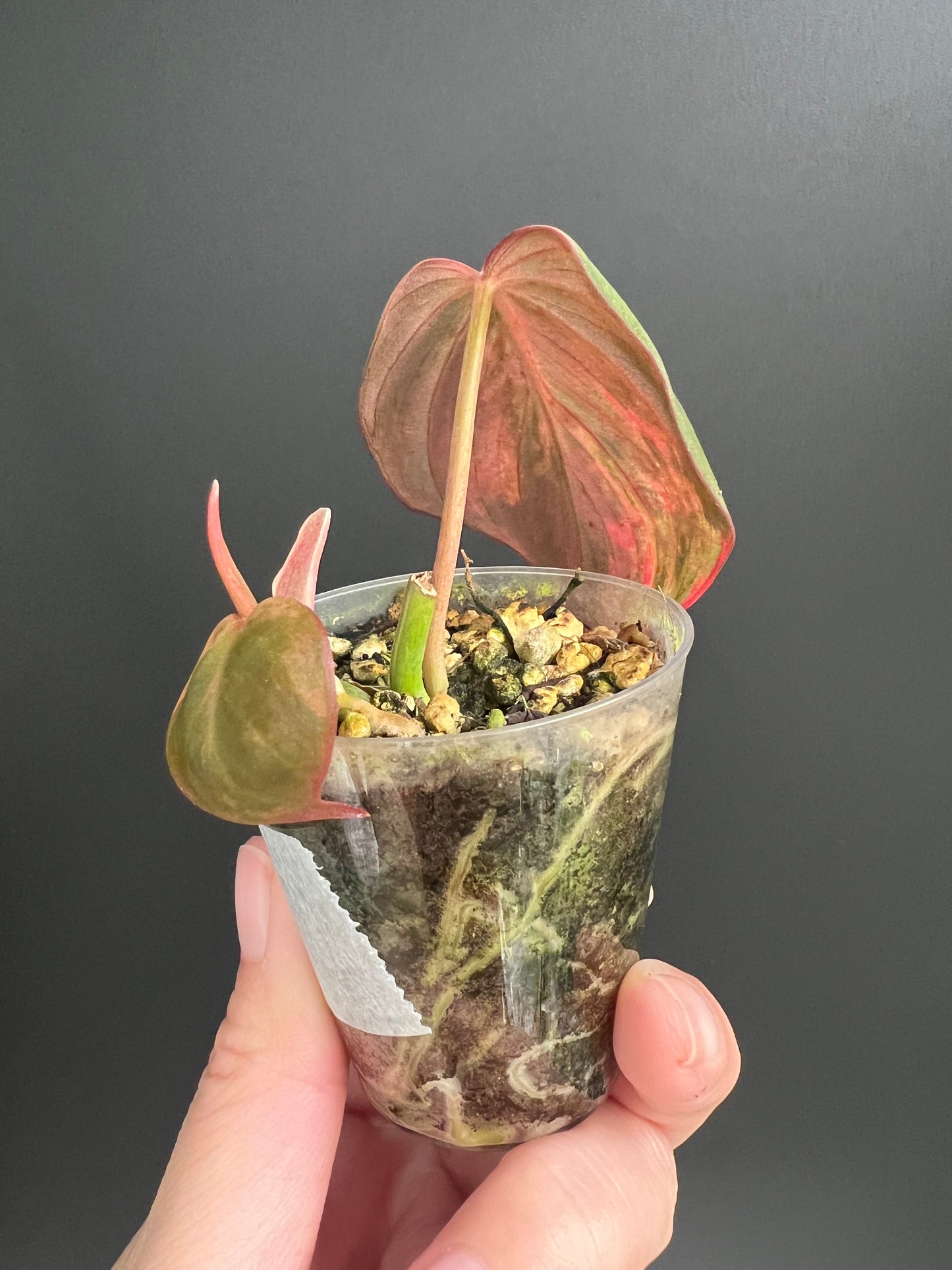 Variegated Aurea/Pink Philodendron Micans