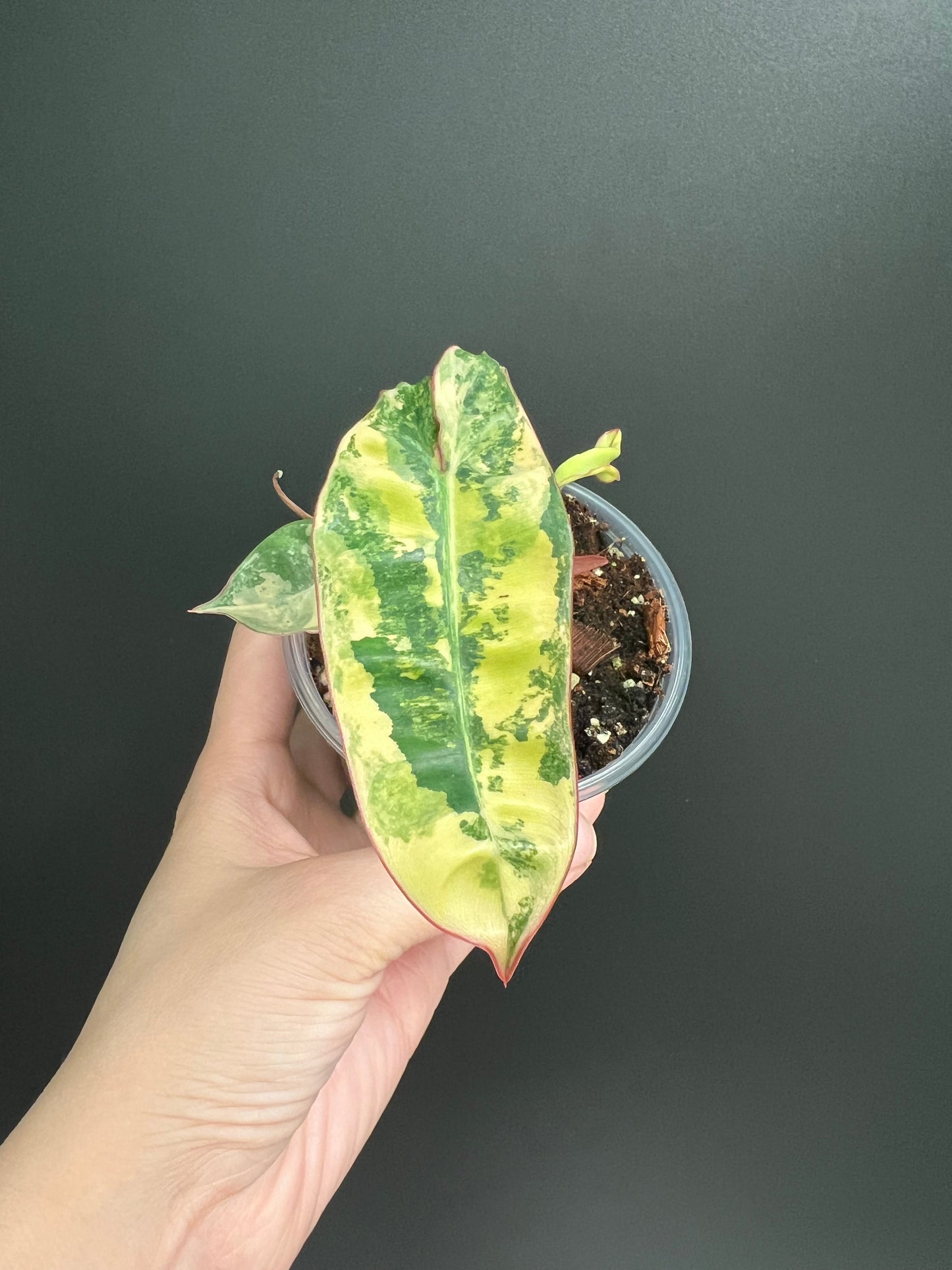 Philodendron Billietiae Variegated