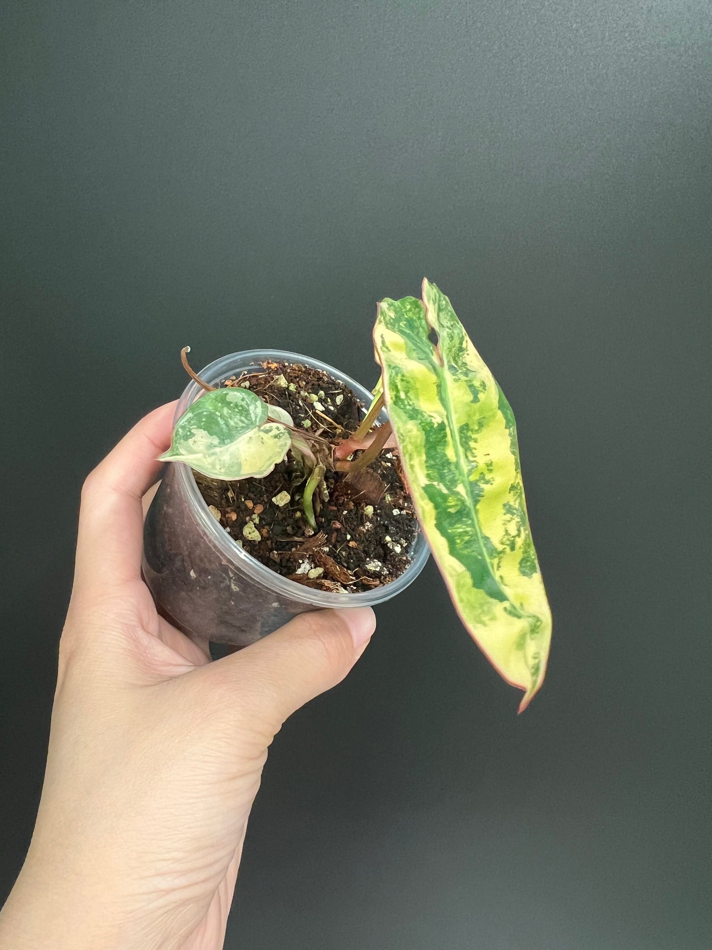 Philodendron Billietiae Variegated