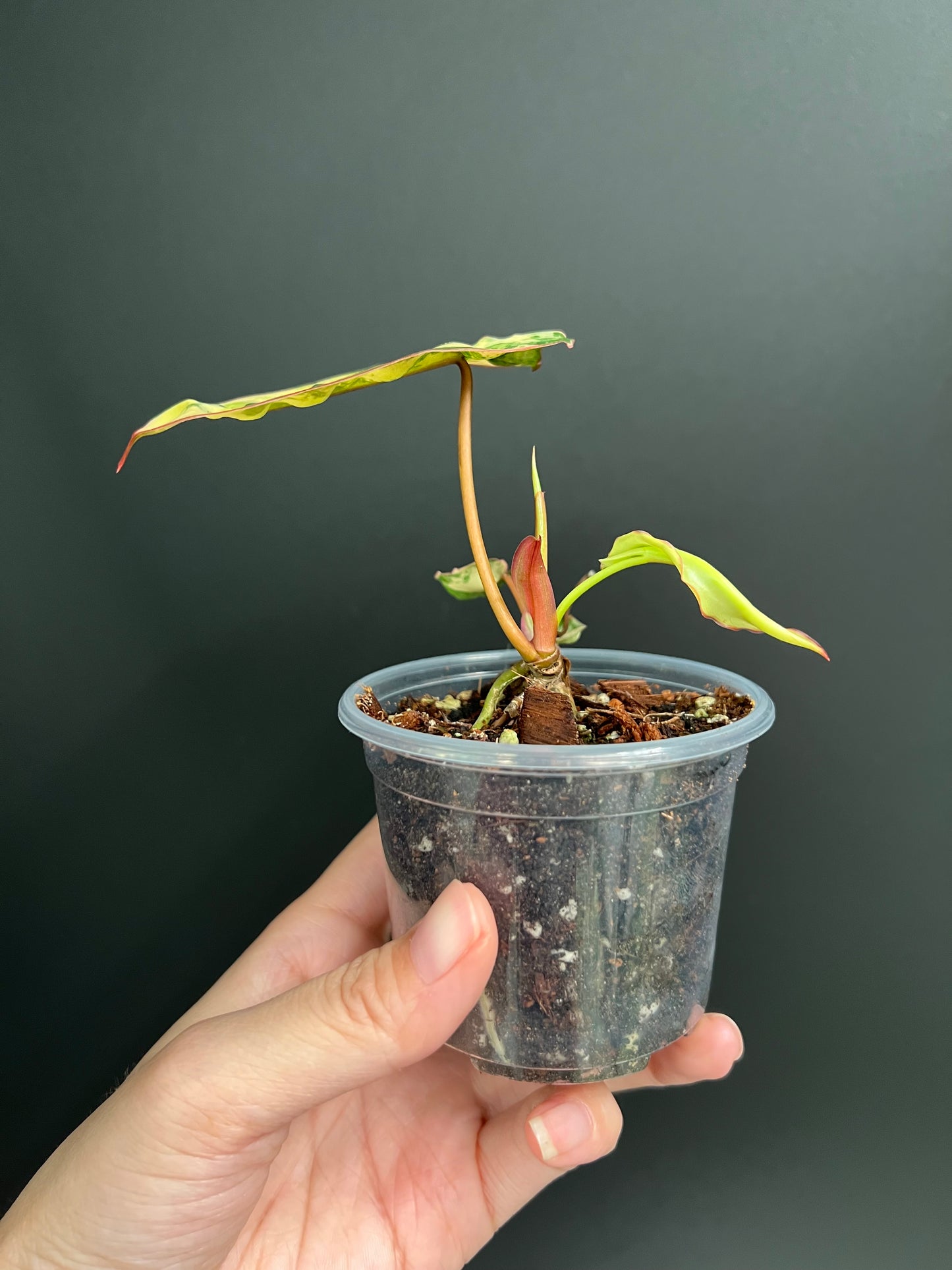 Philodendron Billietiae Variegated