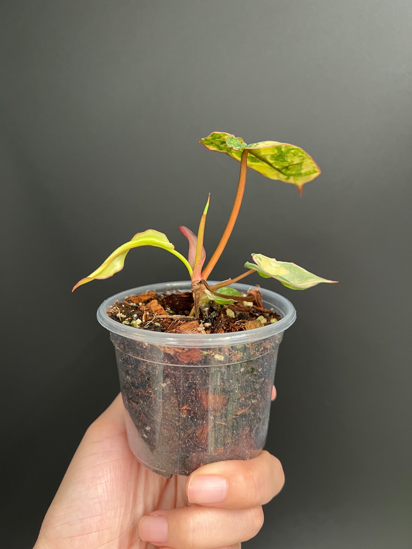 Philodendron Billietiae Variegated