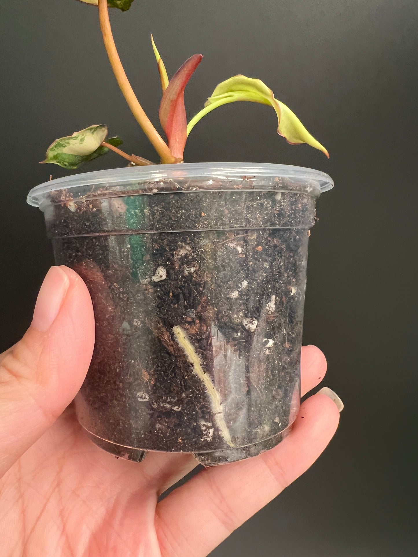 Philodendron Billietiae Variegated