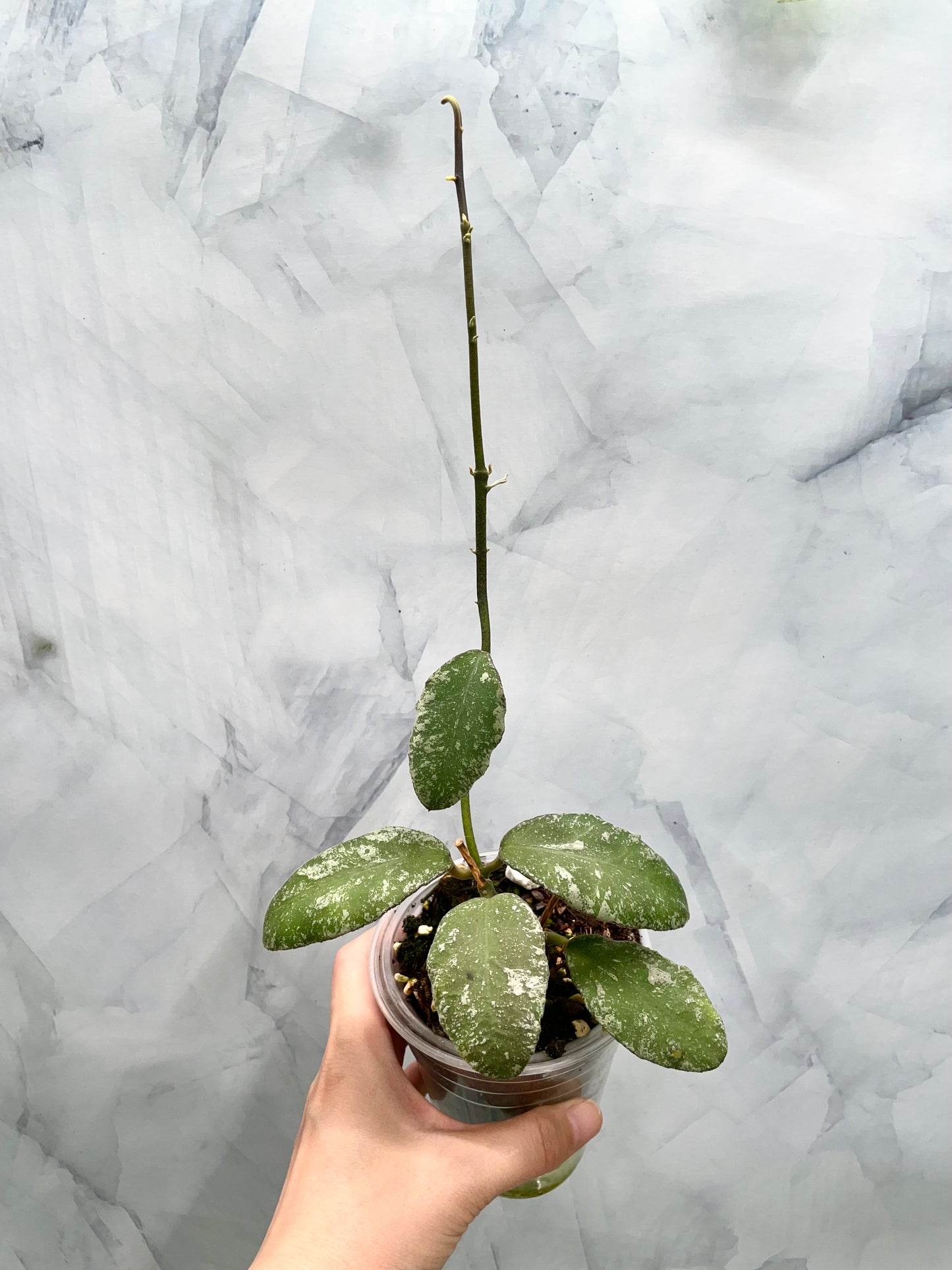 Hoya Waymaniae Splash Exact Established Plant