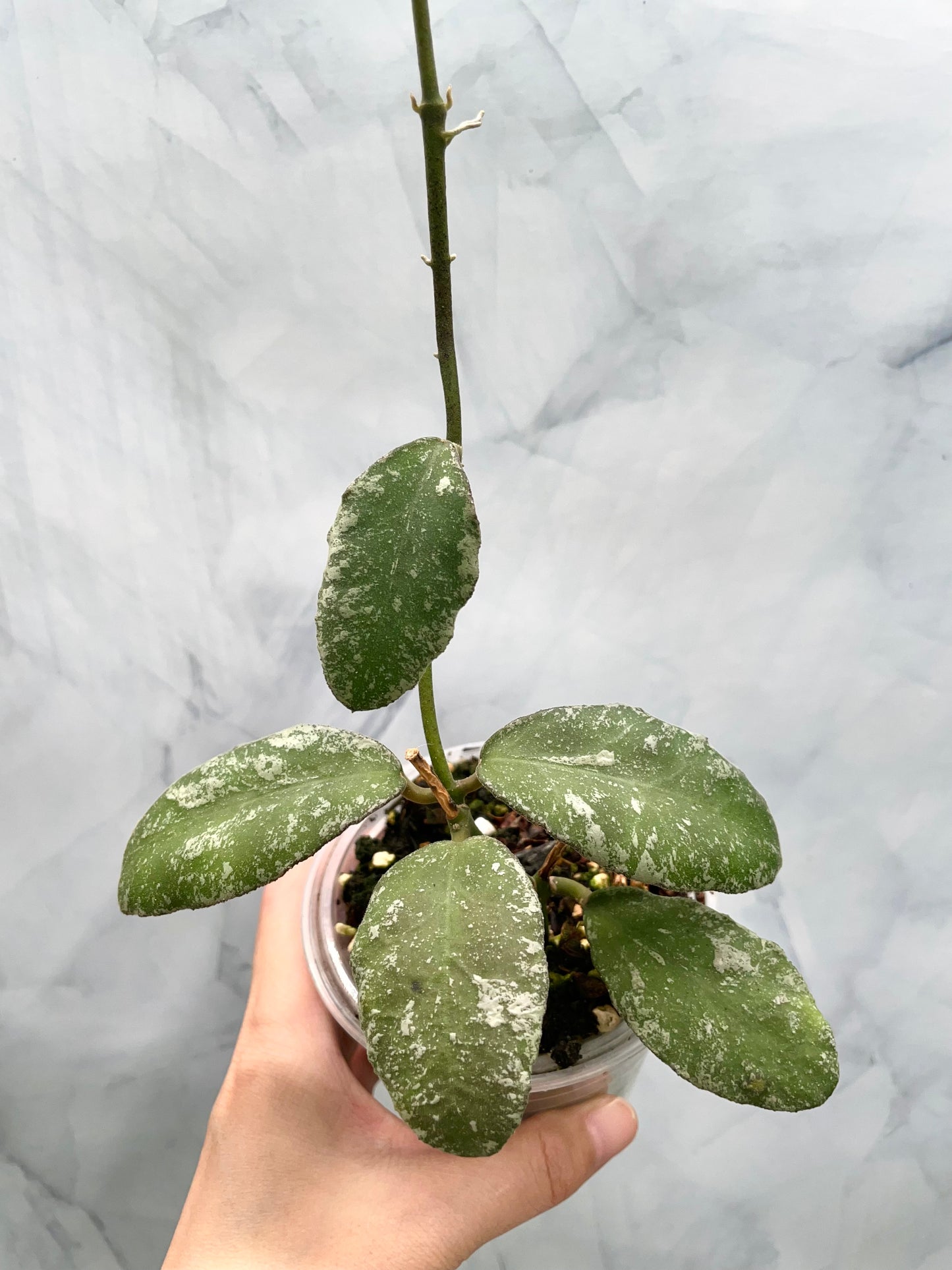 Hoya Waymaniae Splash Exact Established Plant