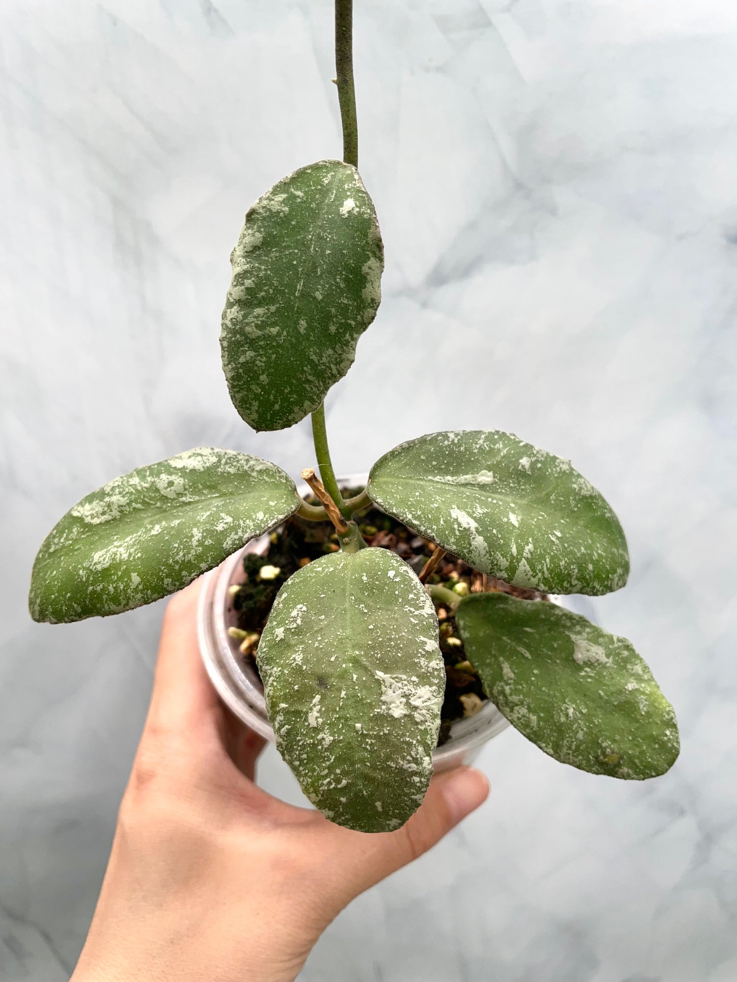Hoya Waymaniae Splash Exact Established Plant