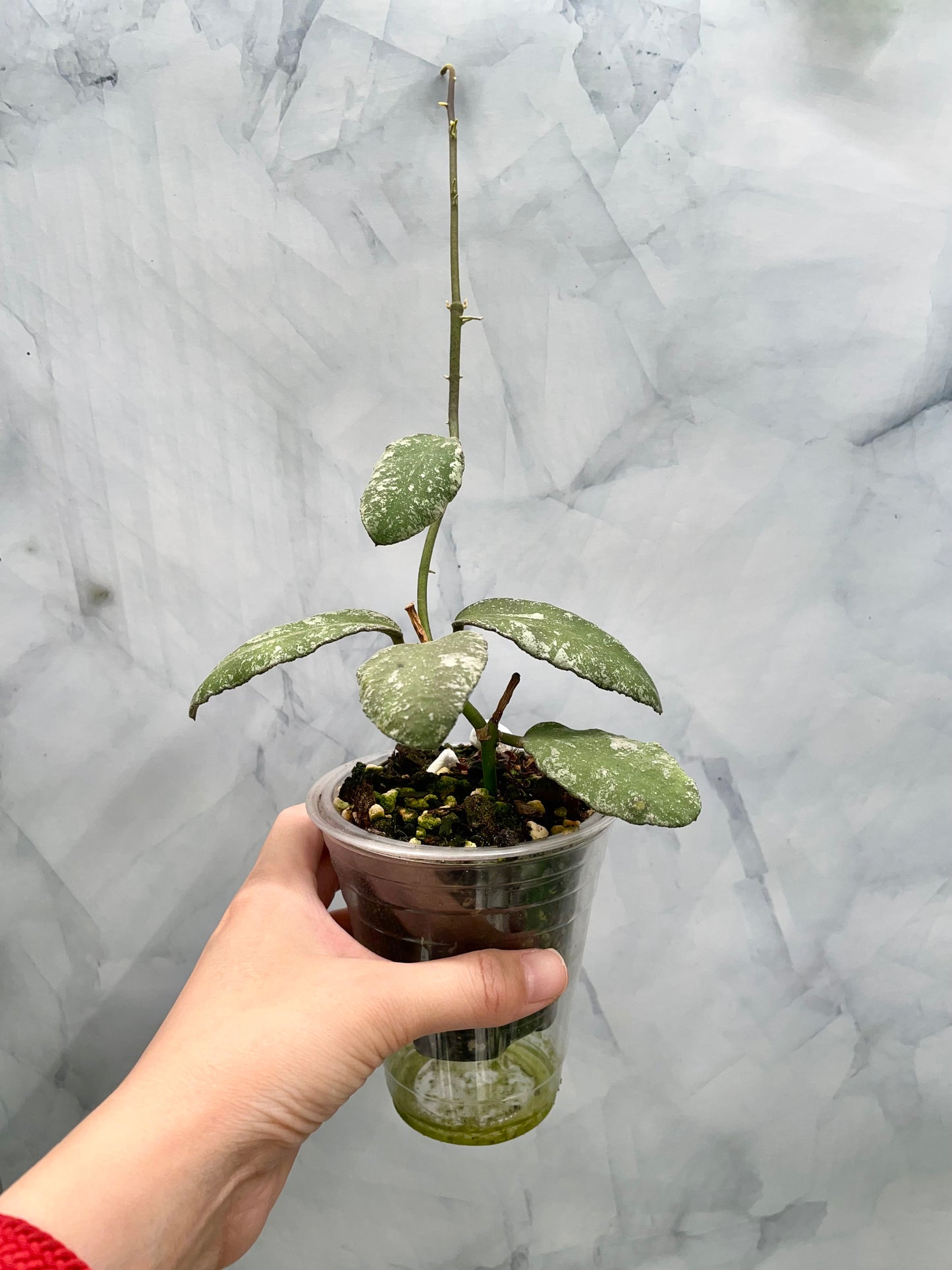 Hoya Waymaniae Splash Exact Established Plant