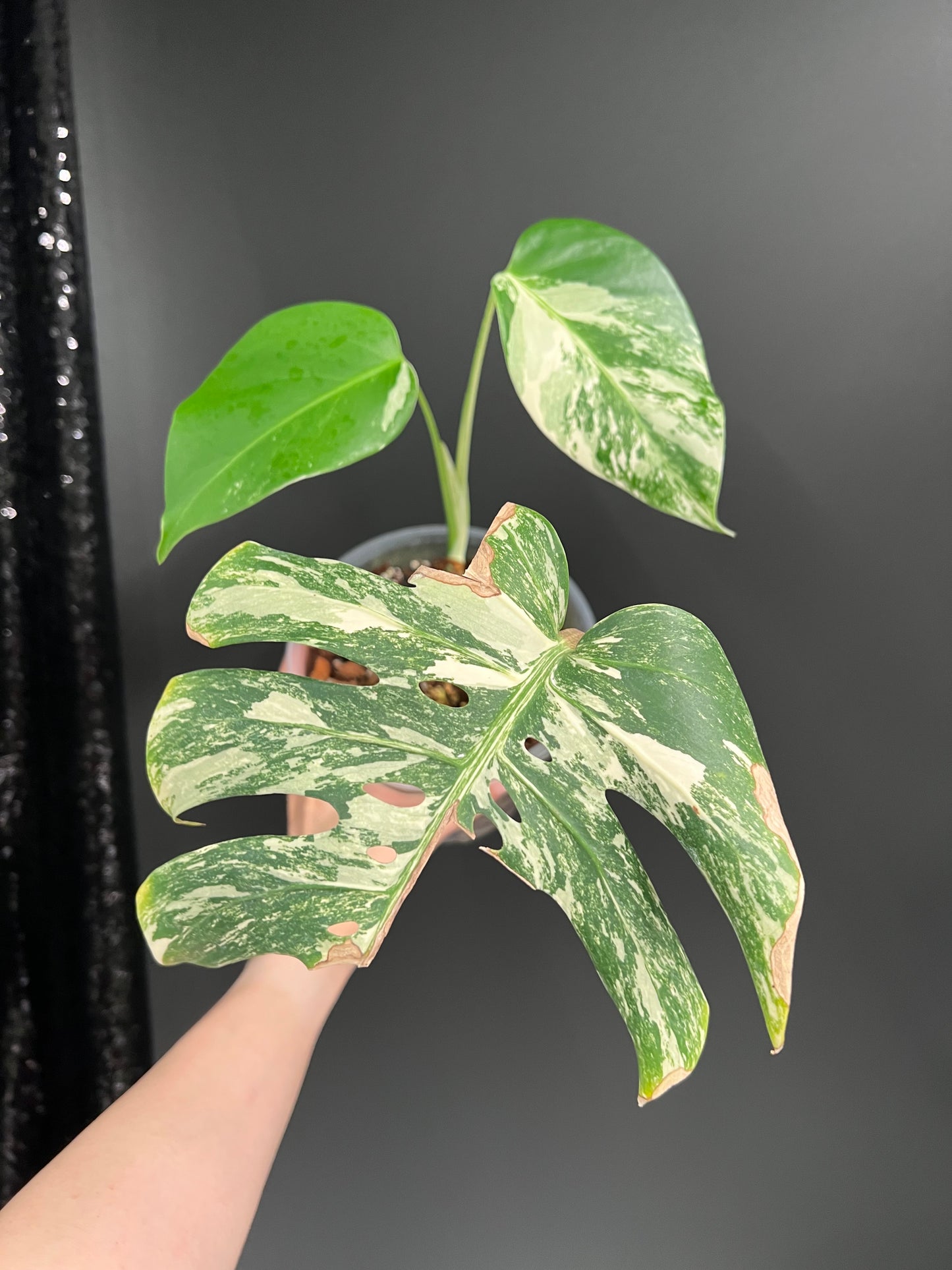 Monstera Albo