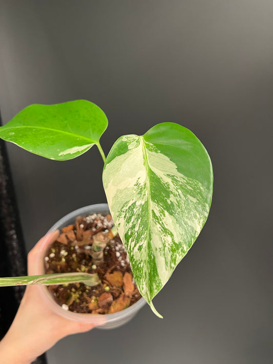 Monstera Albo