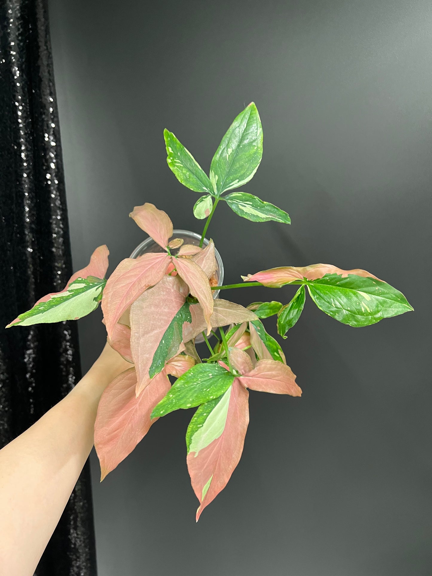 Syngonium Red Spot Tricolor, Bushy Large Plant in Moss
