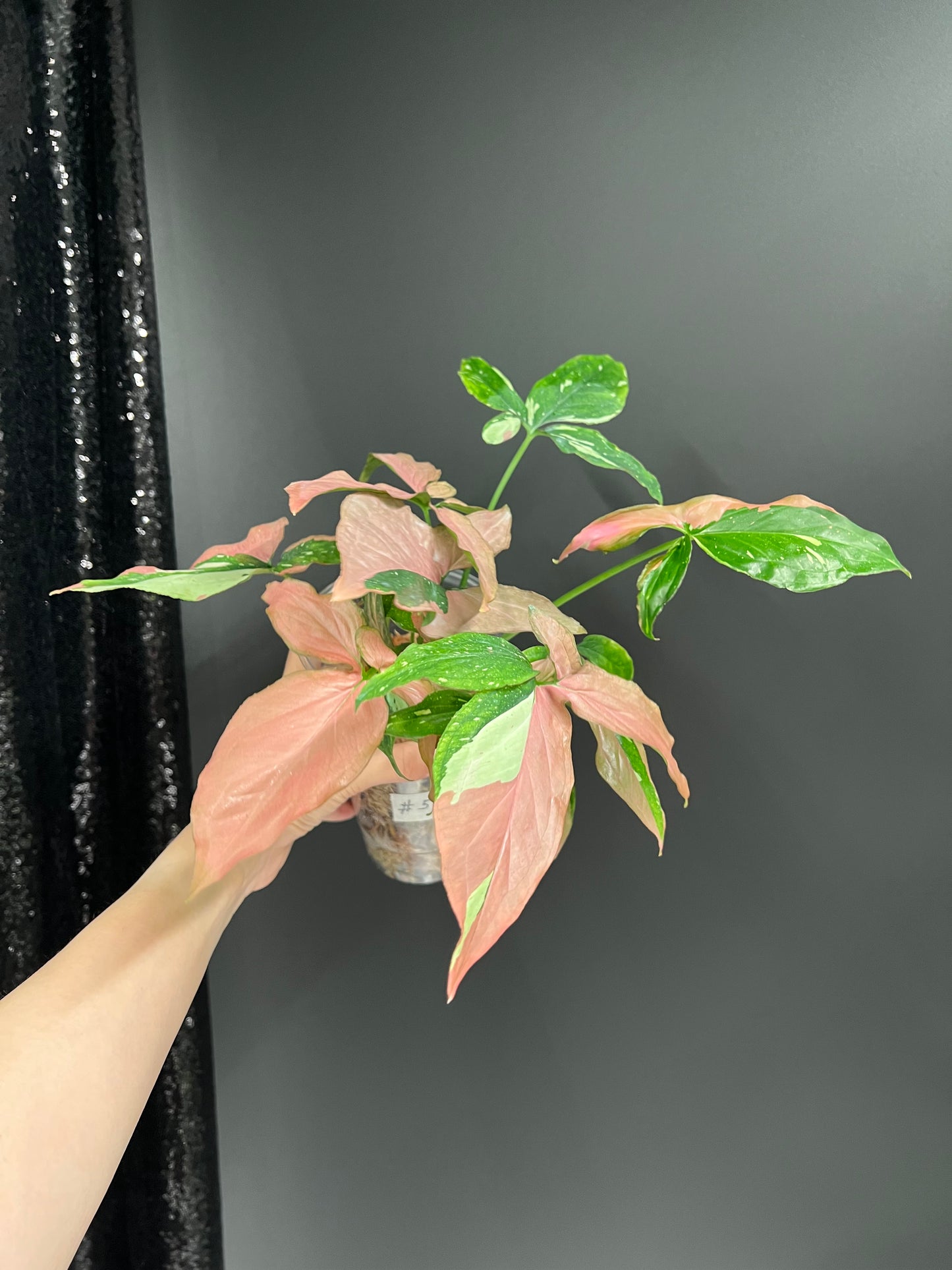 Syngonium Red Spot Tricolor, Bushy Large Plant in Moss