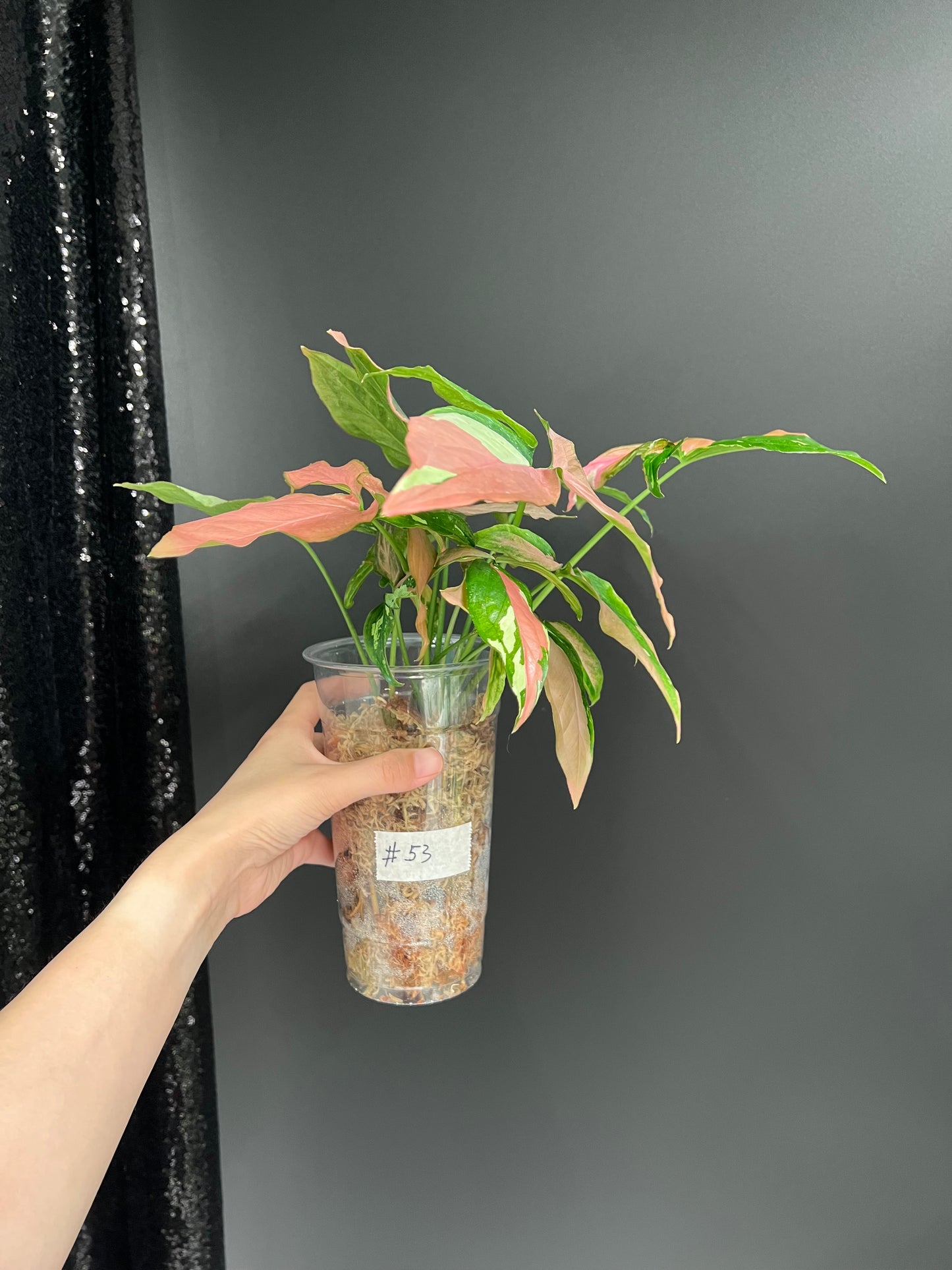 Syngonium Red Spot Tricolor, Bushy Large Plant in Moss