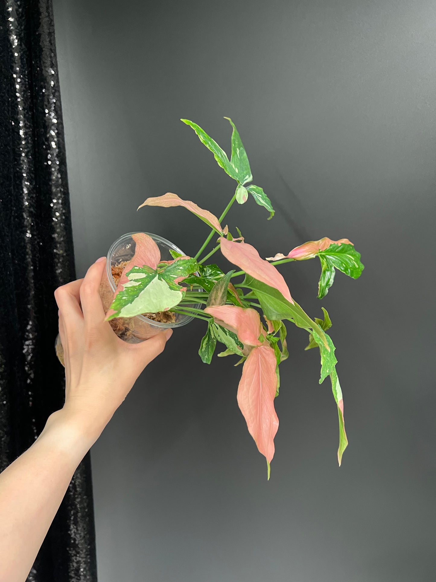 Syngonium Red Spot Tricolor, Bushy Large Plant in Moss