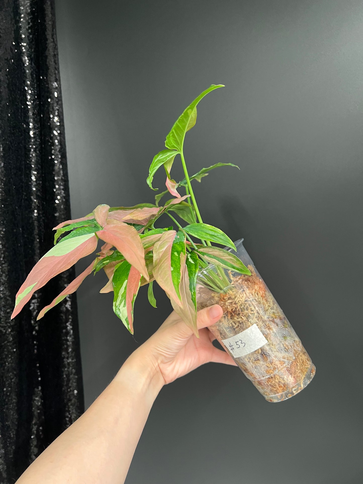 Syngonium Red Spot Tricolor, Bushy Large Plant in Moss