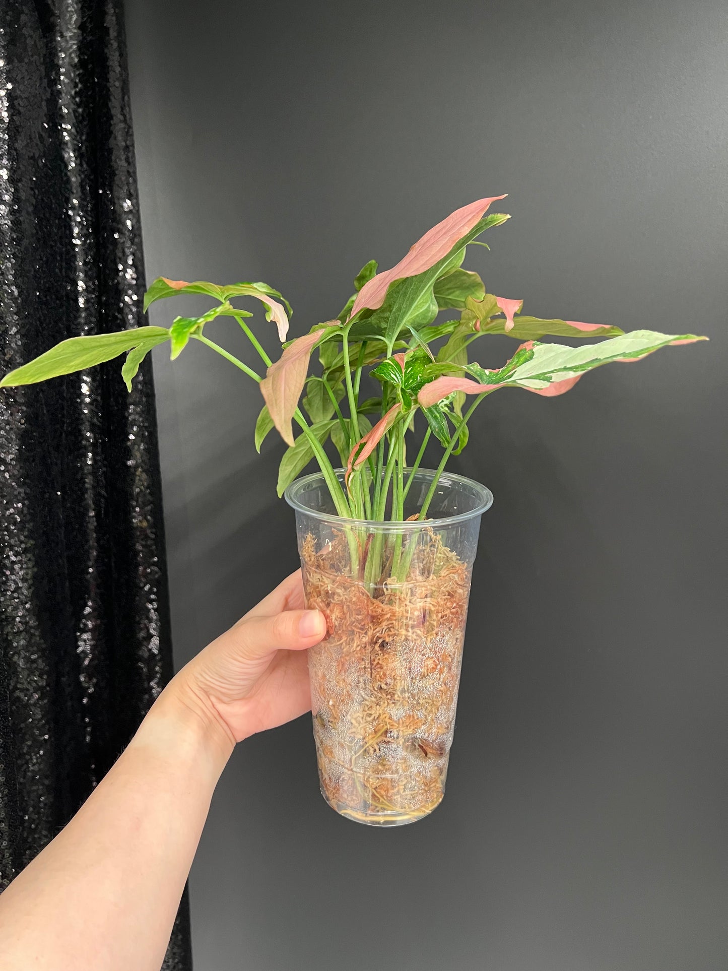 Syngonium Red Spot Tricolor, Bushy Large Plant in Moss
