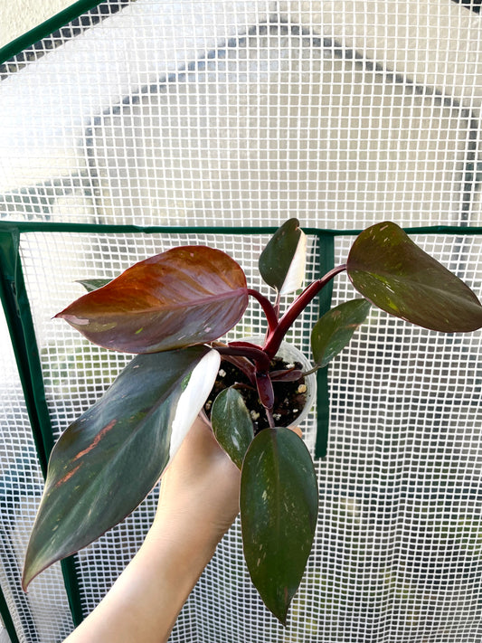 Philodendron Red Anderson 'pink Knight' Exact Plant #2