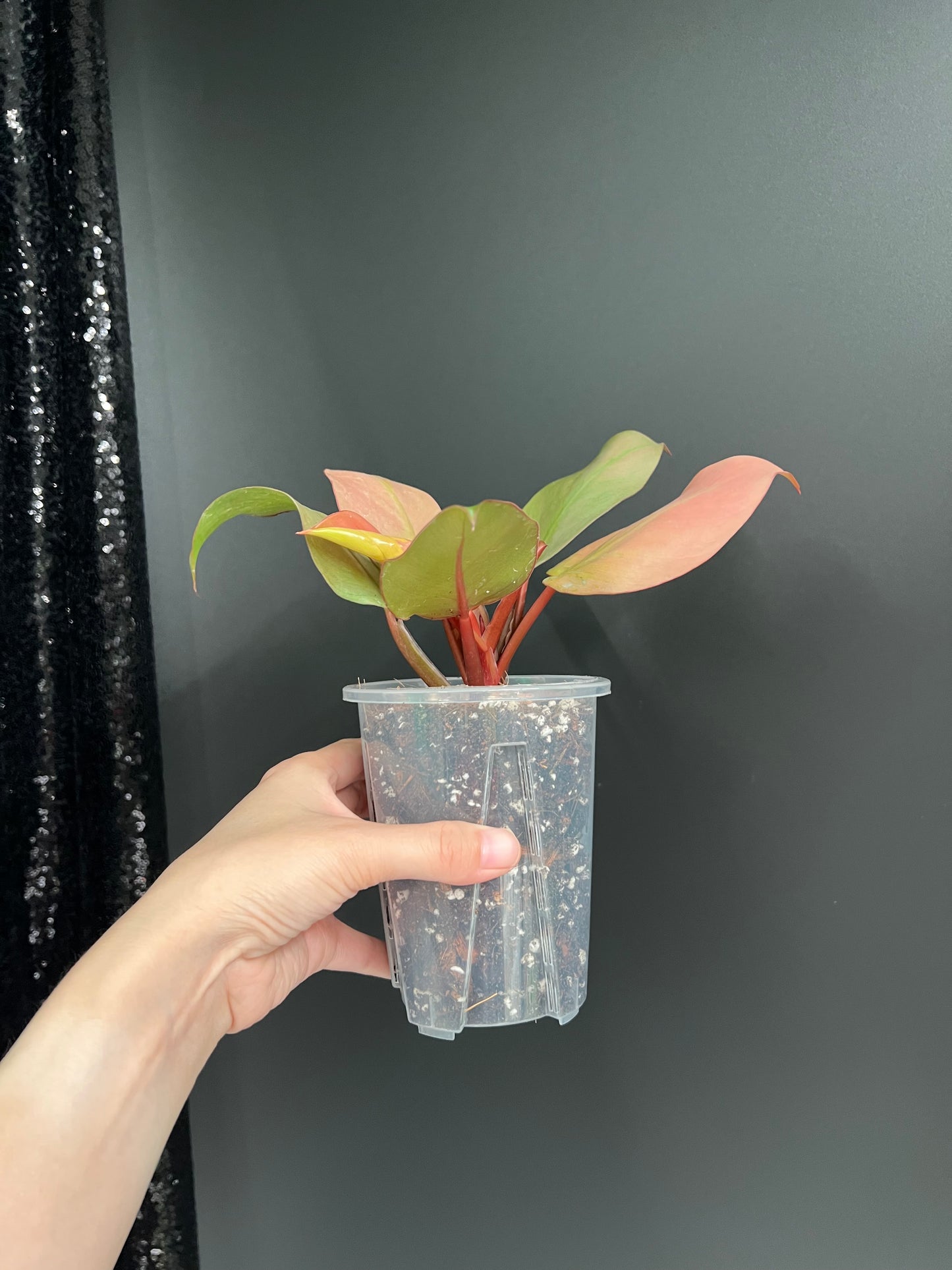 Philodendron Cherry Red Mint