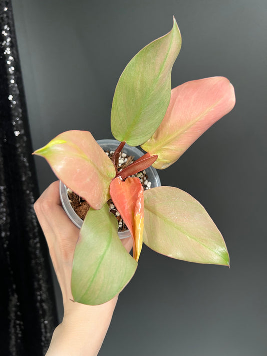 Philodendron Cherry Red Mint
