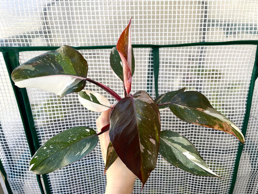 Philodendron Red Anderson 'pink Knight' Exact Plant #3