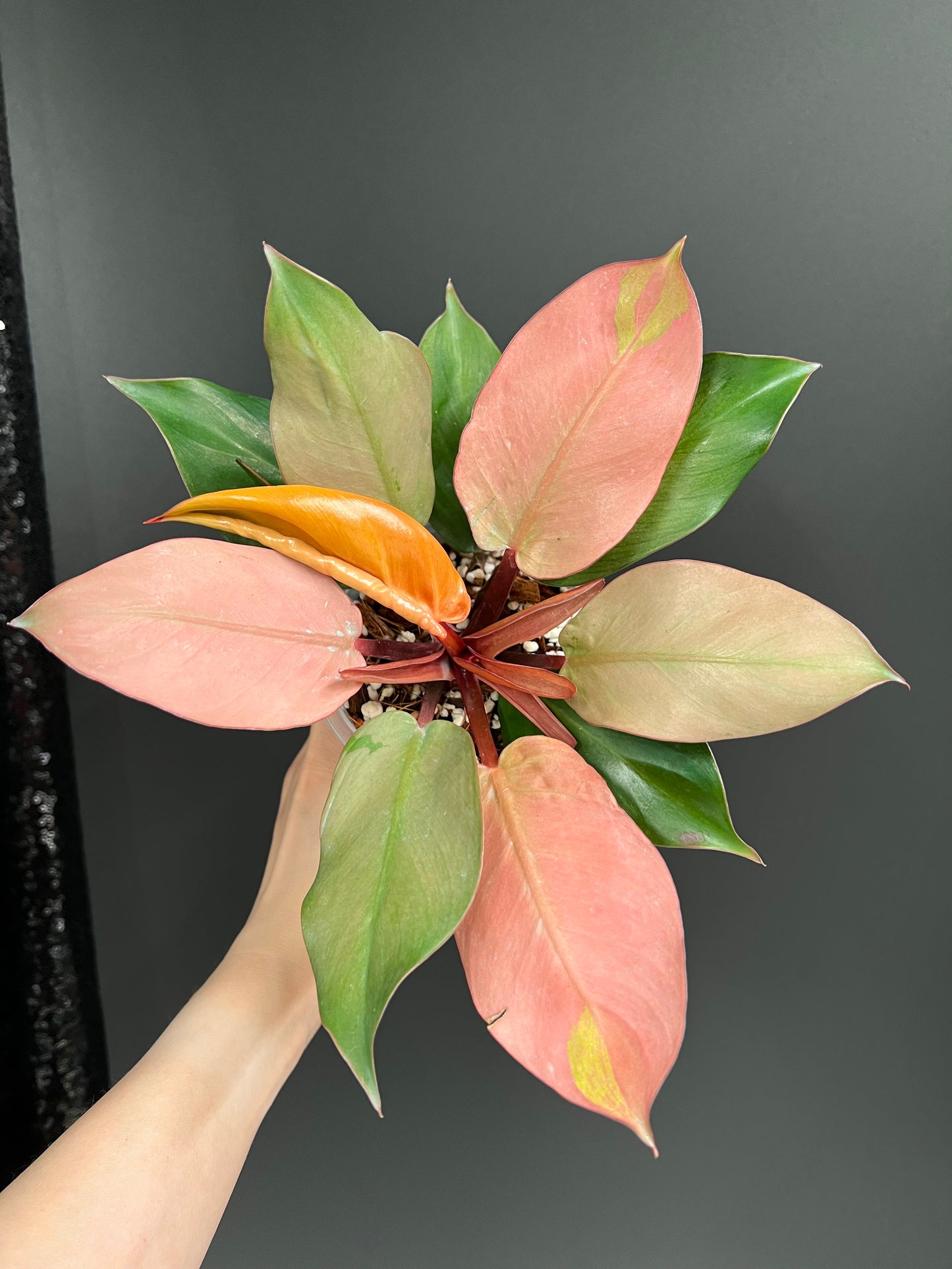Philodendron Cherry Red Mint