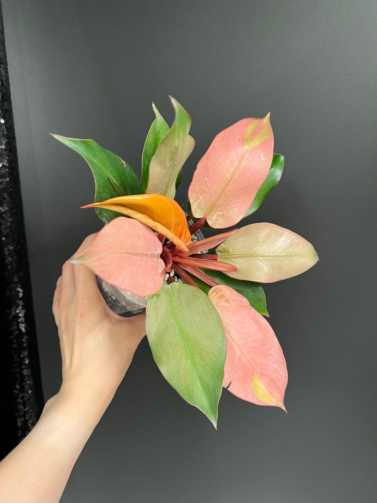 Philodendron Cherry Red Mint