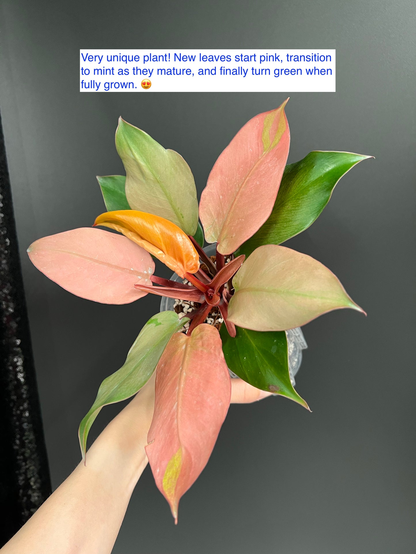 Philodendron Cherry Red Mint